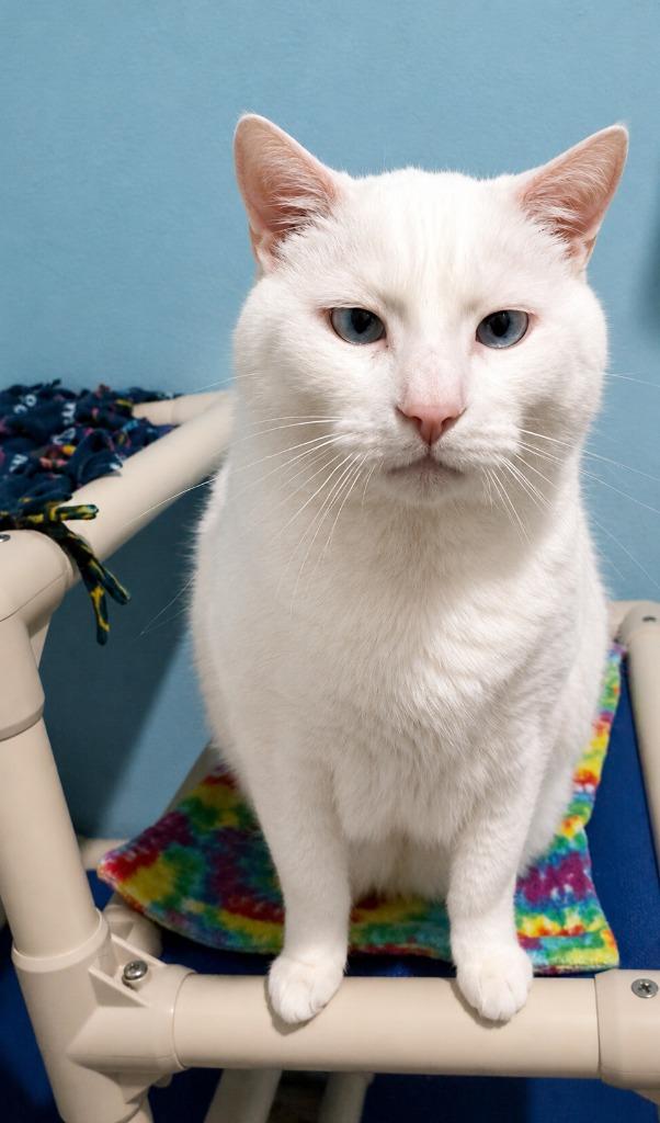 Kurby, a Adoptable mixed breed in Labelle, FL image 5/6