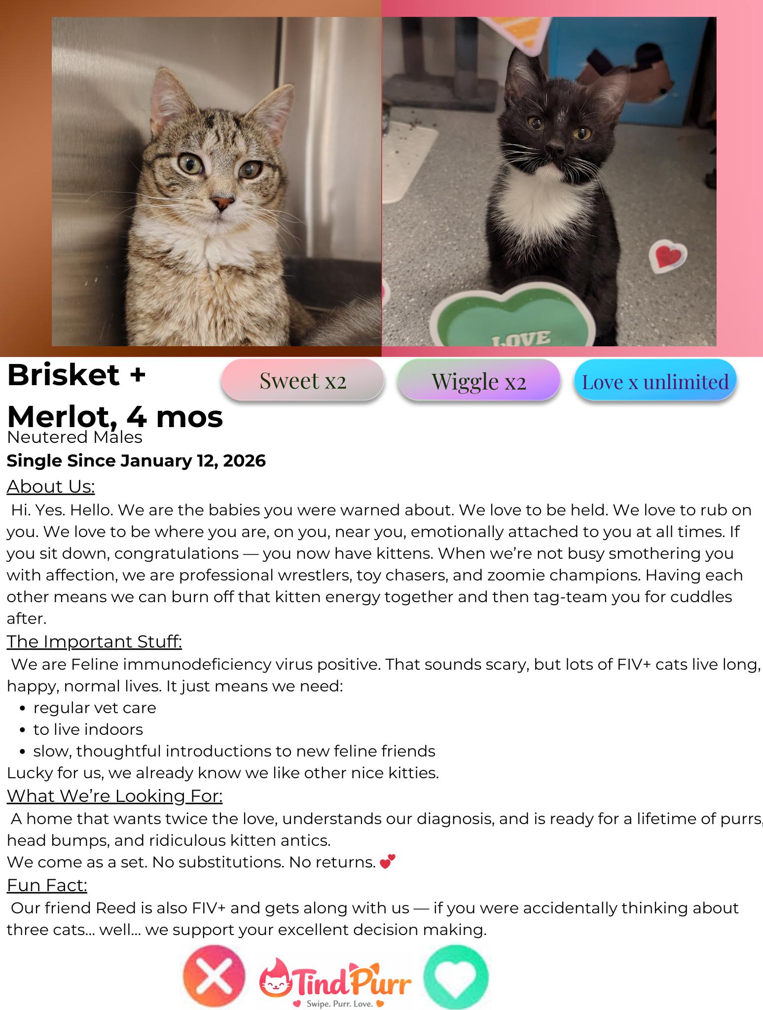 Brisket + Merlot, a ADOPTABLE Domestic Short Hair in Indiana, PA image 3/3