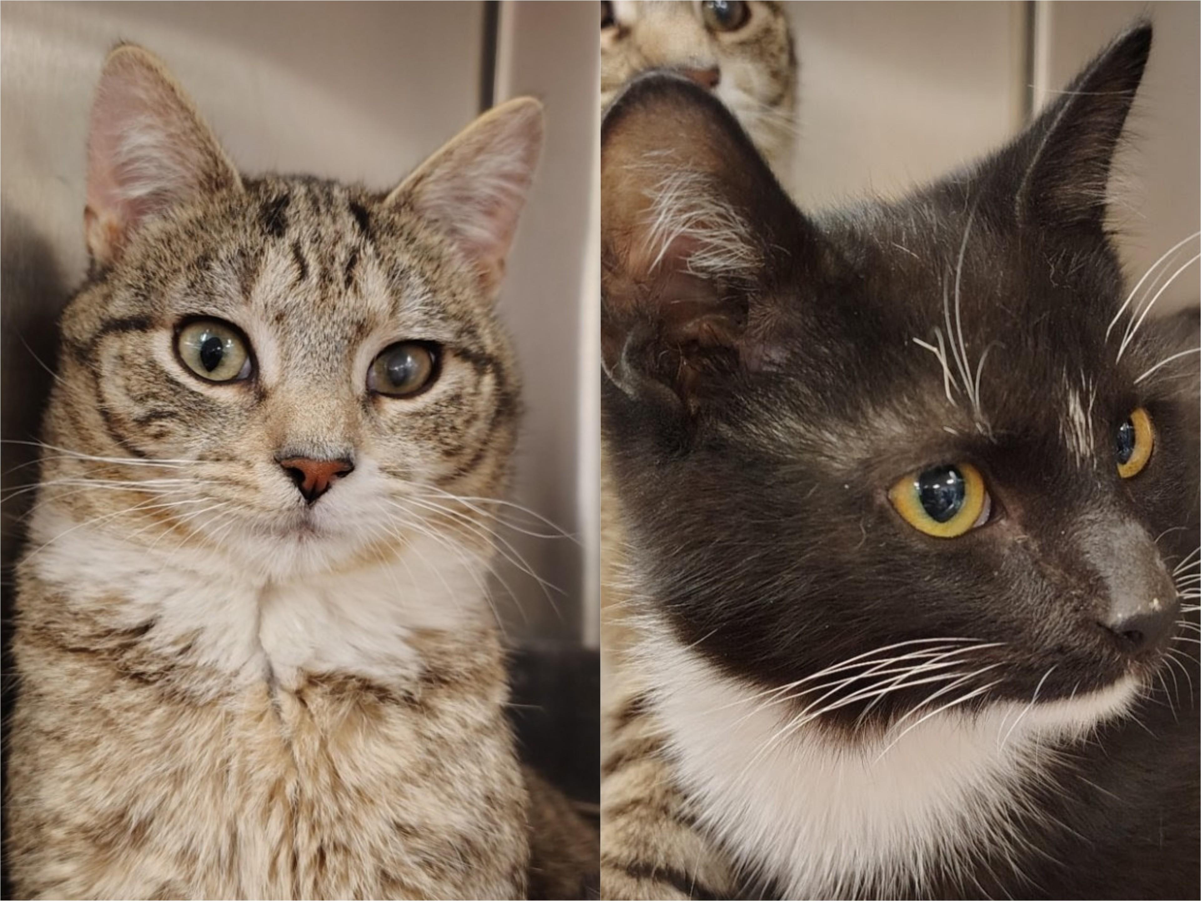 Brisket + Merlot, ADOPTABLE, Kitten Male Domestic Short Hair.