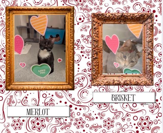 Brisket + Merlot, a ADOPTABLE Domestic Short Hair in Indiana, PA image 2/3
