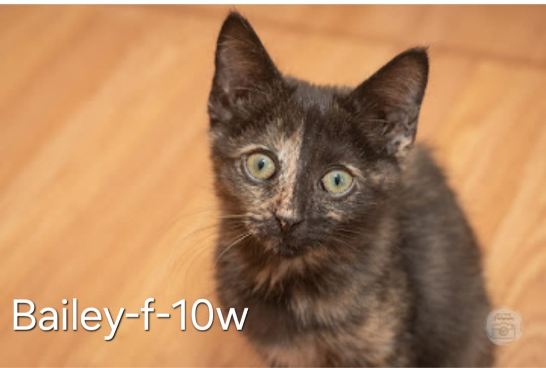 Bailey, Adopted, Kitten Female Domestic Short Hair.