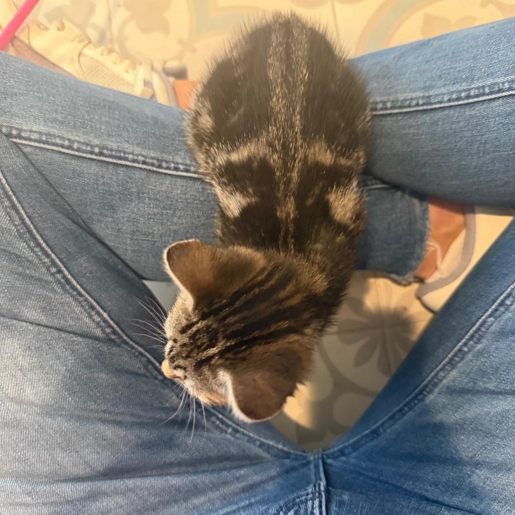 Enlarge Bellini, a Adoptable Domestic Medium Hair in Missouri City, TX image 2/3