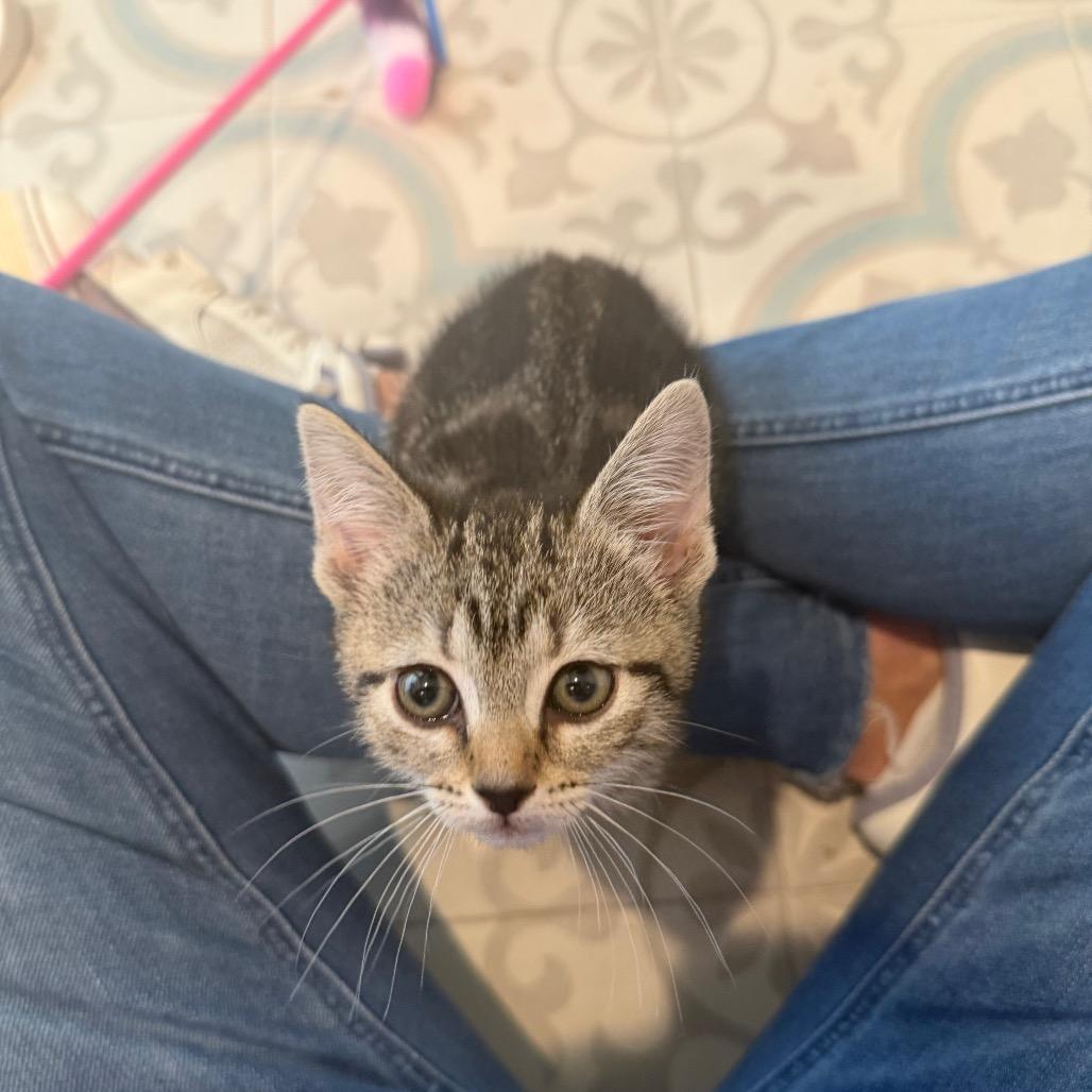 Enlarge Bellini, a Adoptable Domestic Medium Hair in Missouri City, TX image 3/3