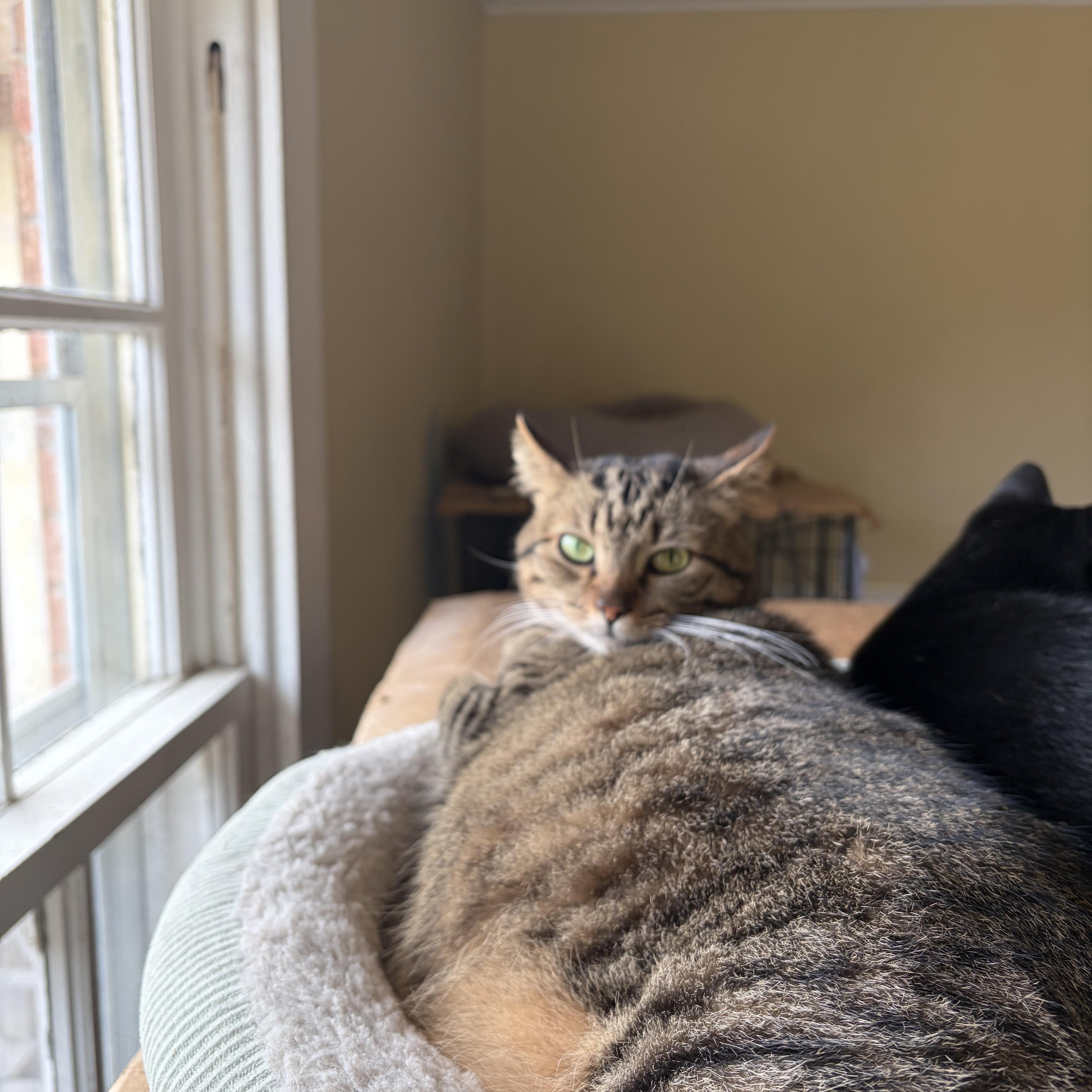 Enlarge Bobbi Jean, a ADOPTABLE Domestic Short Hair in Hammond, LA image 2/2