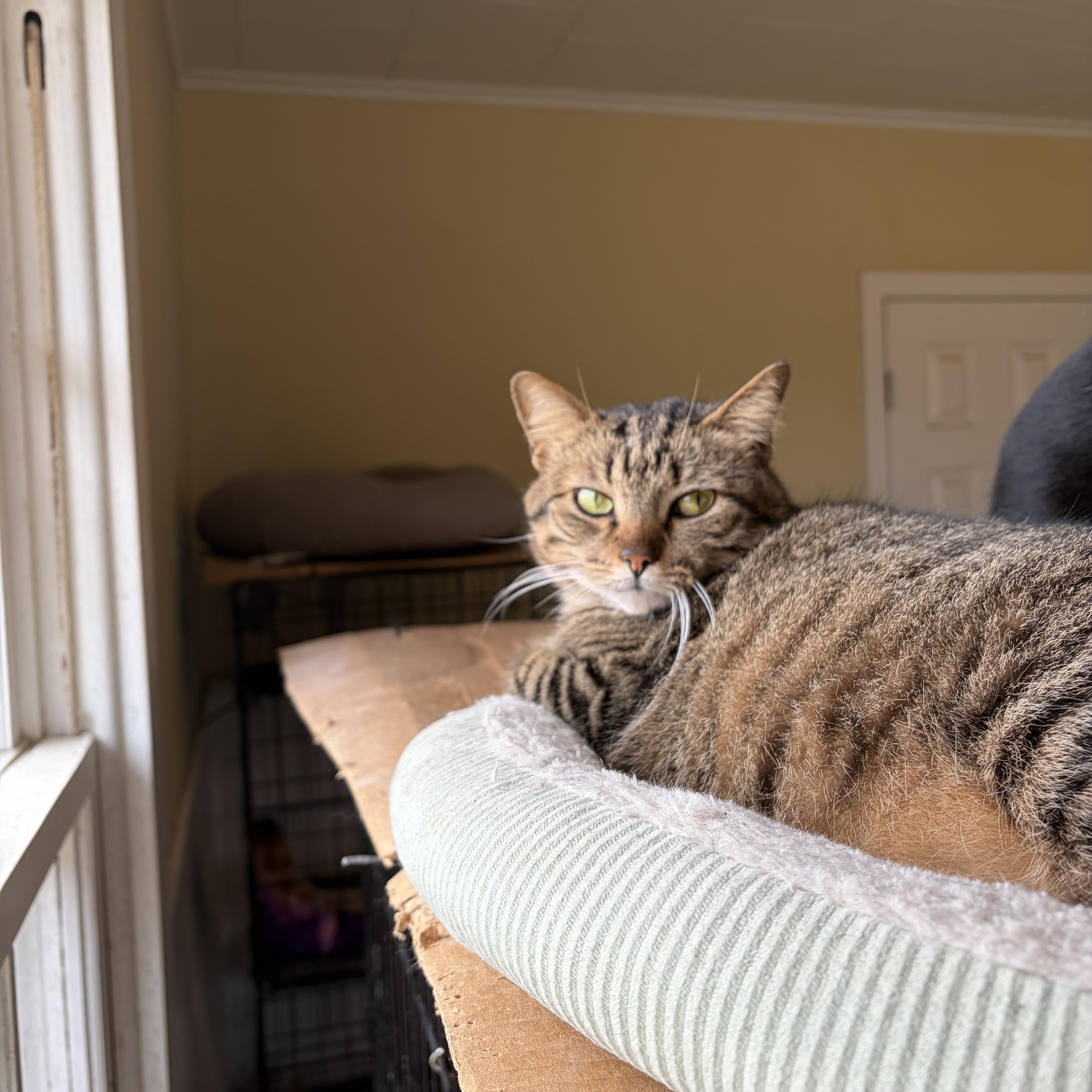 Enlarge Bobbi Jean, a ADOPTABLE Domestic Short Hair in Hammond, LA image 1/2