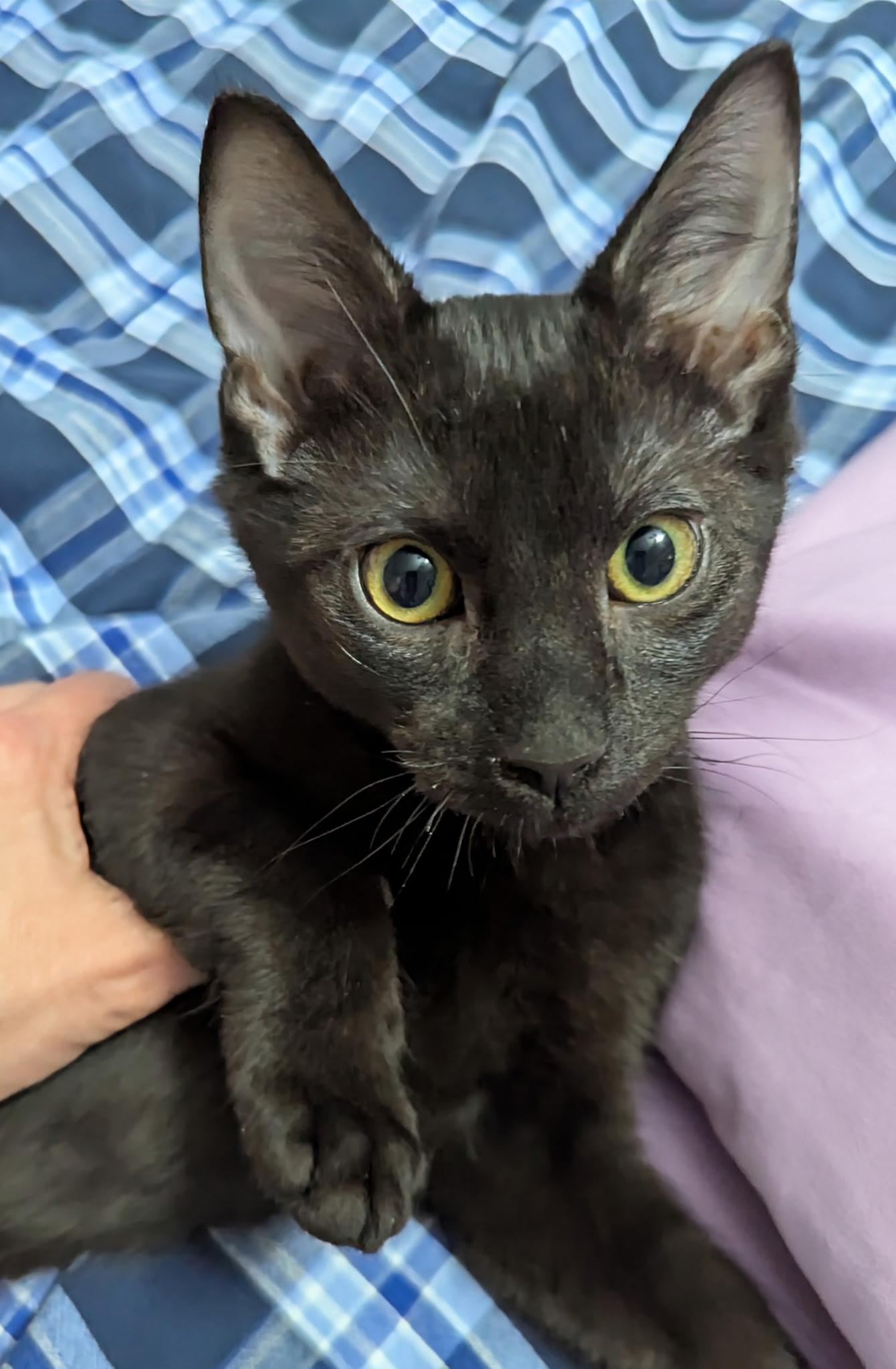 Jeremy, Adopted, Young Male Domestic Short Hair.