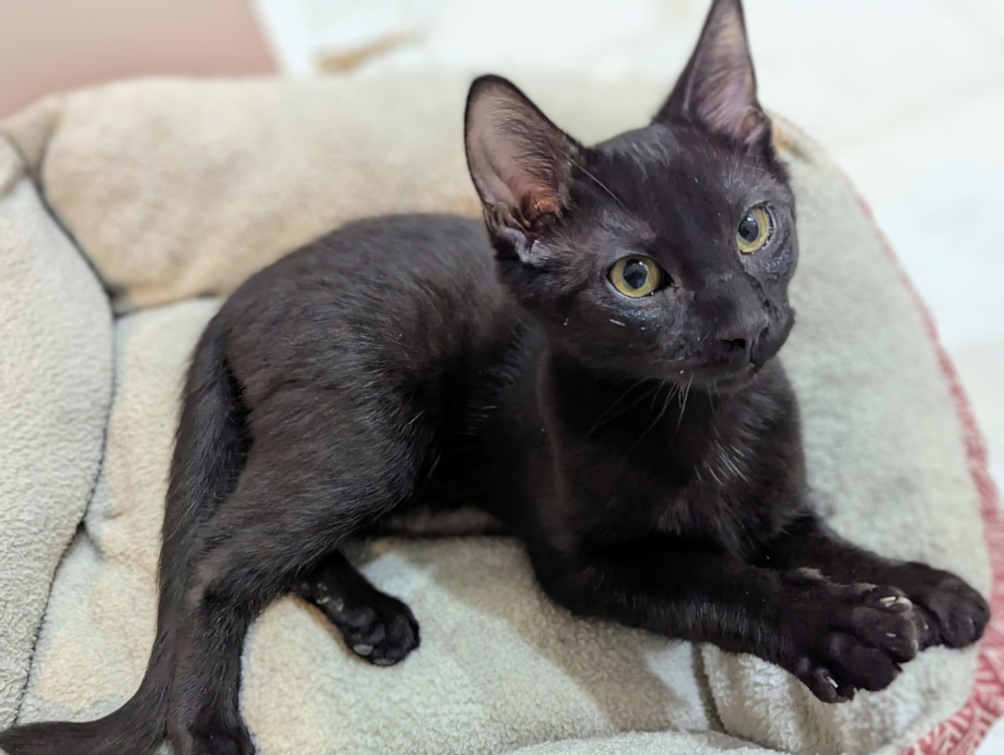 Enlarge Jeremy, a Adopted Domestic Short Hair in Winchester, VA image 2/4