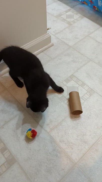 Enlarge Jeremy, a Adopted Domestic Short Hair in Winchester, VA video 3/4