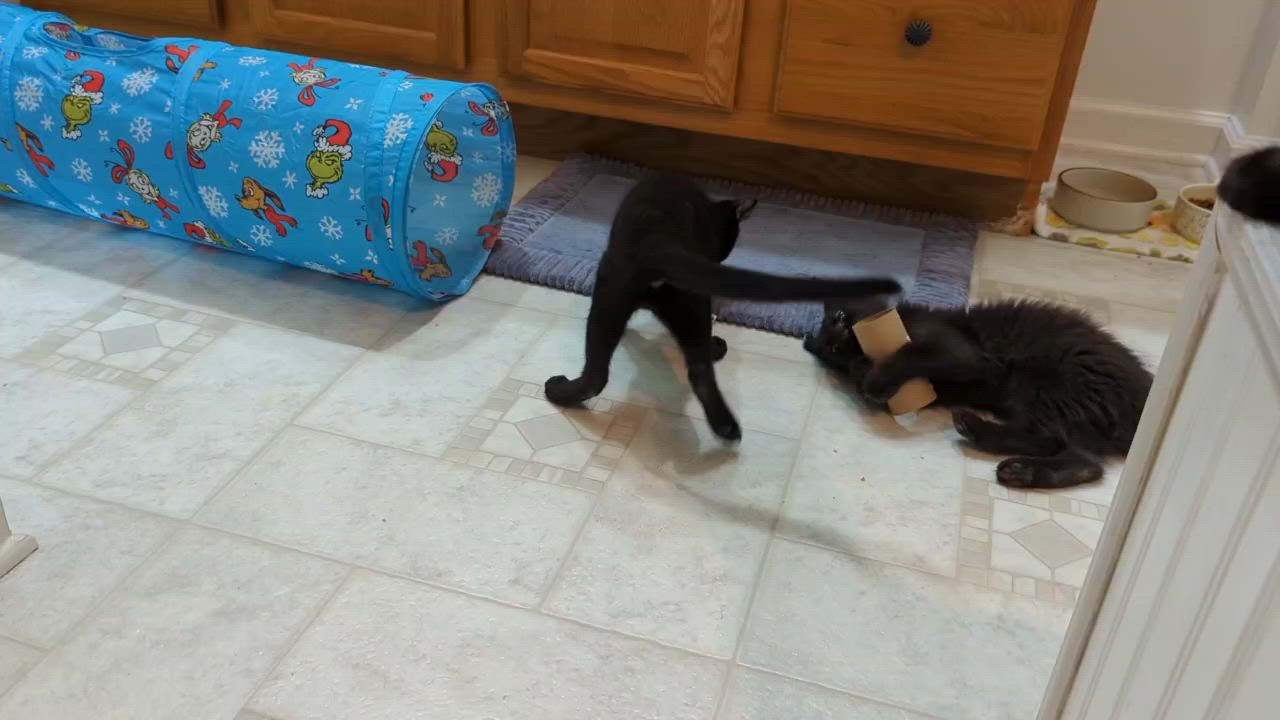 Enlarge Jeremy, a Adopted Domestic Short Hair in Winchester, VA video 4/4