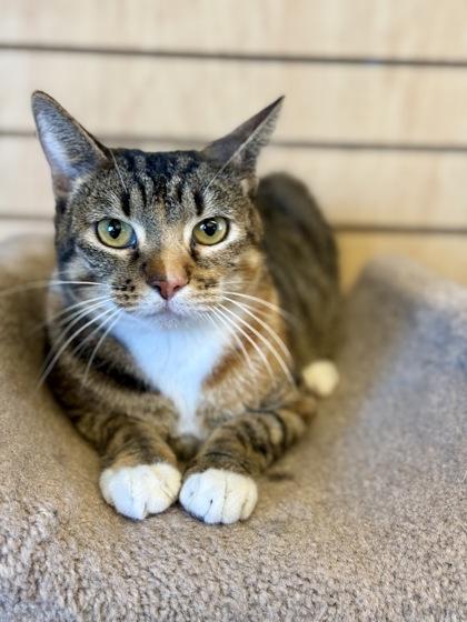 Enlarge Horchata, a ADOPTABLE Domestic Short Hair in Downers Grove, IL image 1/3