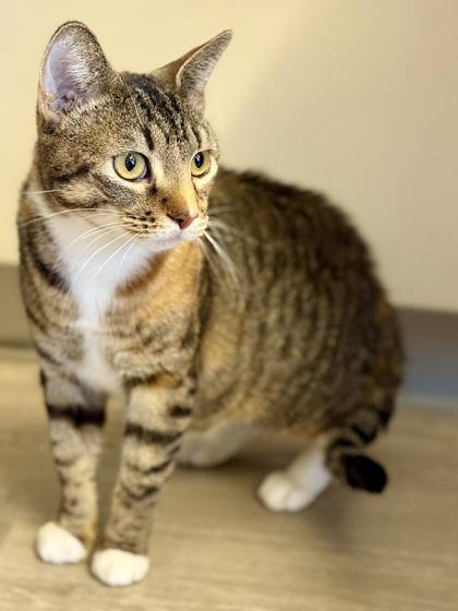 Enlarge Horchata, a ADOPTABLE Domestic Short Hair in Downers Grove, IL image 2/3