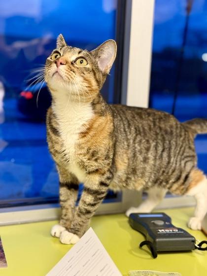 Enlarge Horchata, a ADOPTABLE Domestic Short Hair in Downers Grove, IL image 3/3