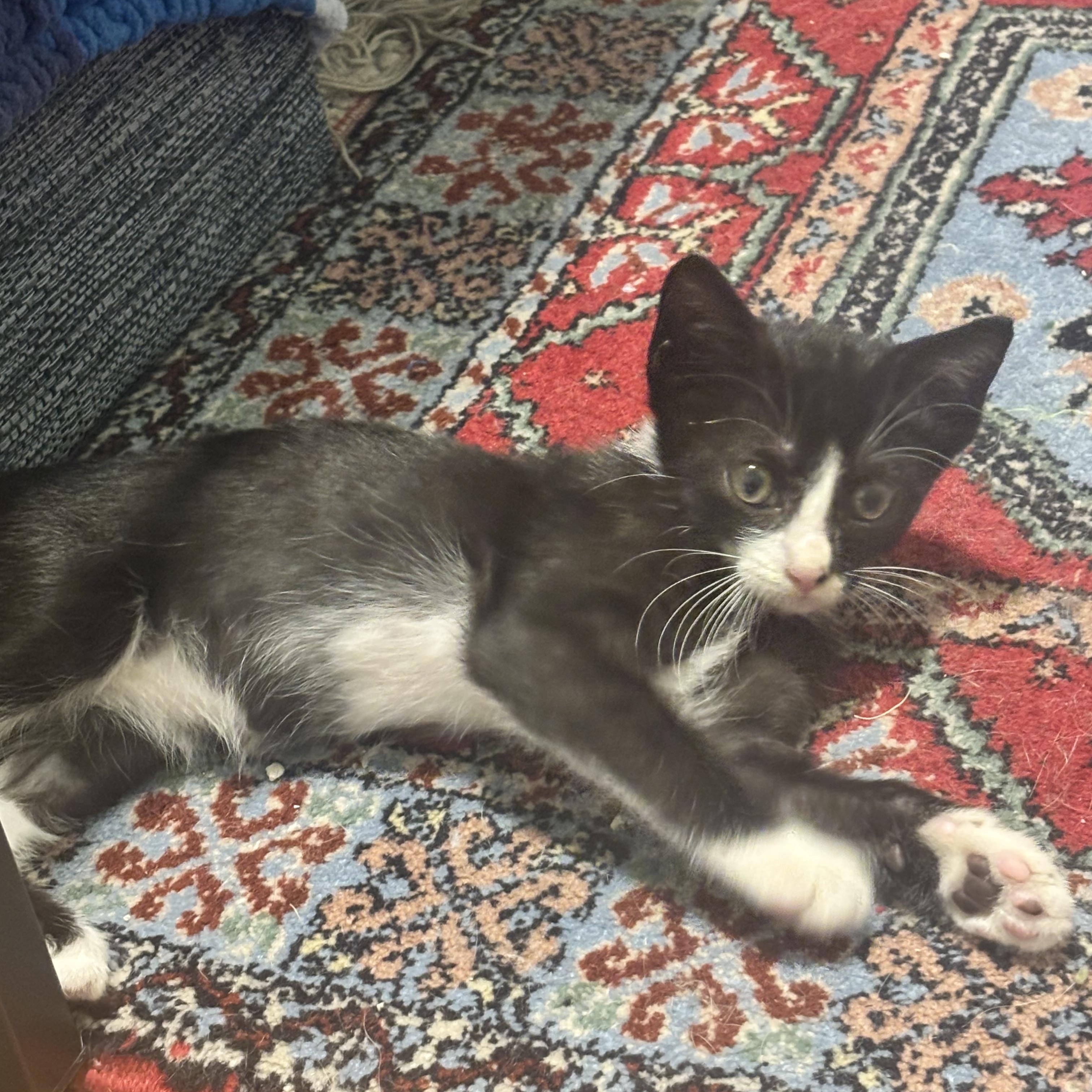 Enlarge Paylo and Tabo, a Adopted Domestic Short Hair in Fairfax, VA image 4/5