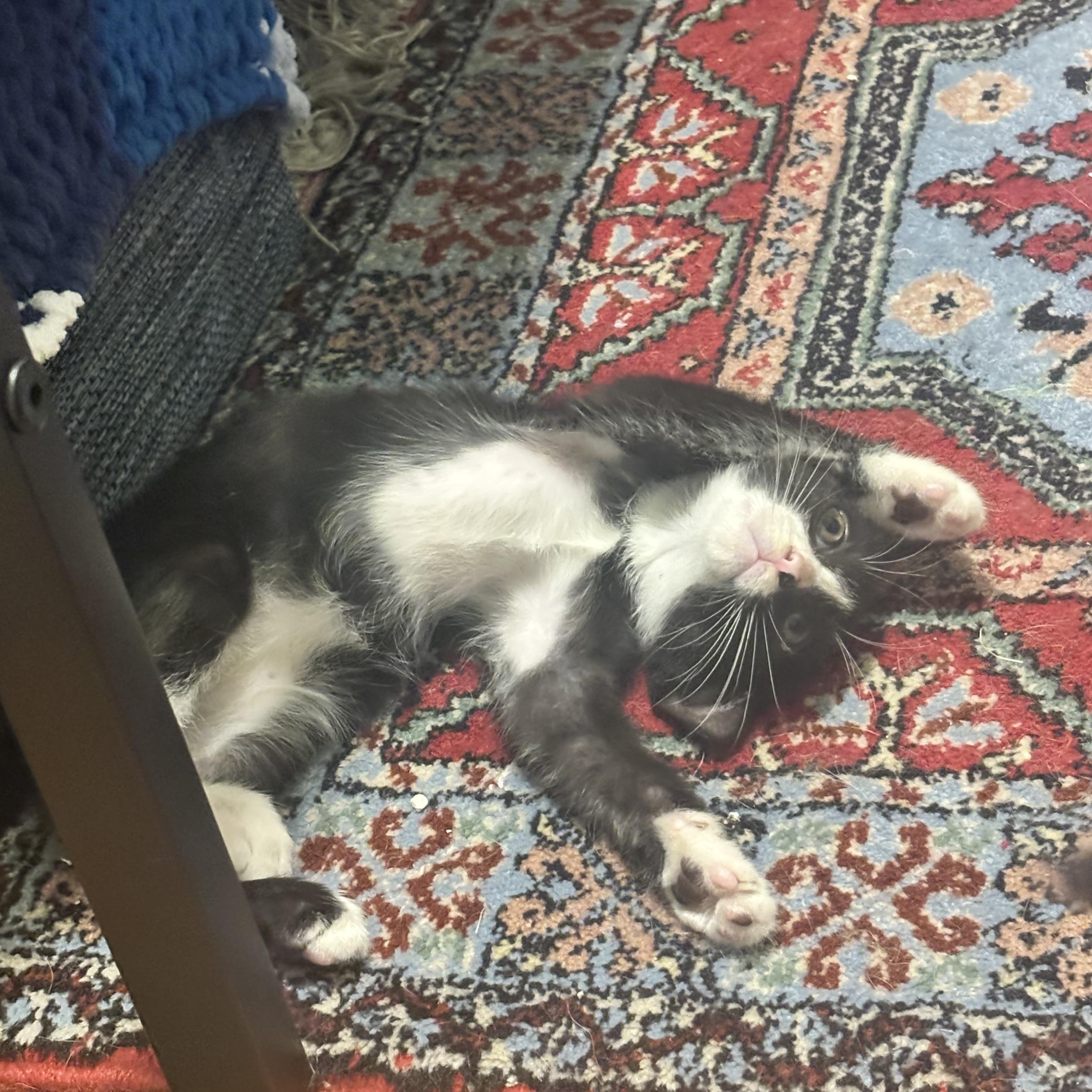 Enlarge Paylo and Tabo, a Adopted Domestic Short Hair in Fairfax, VA image 5/5