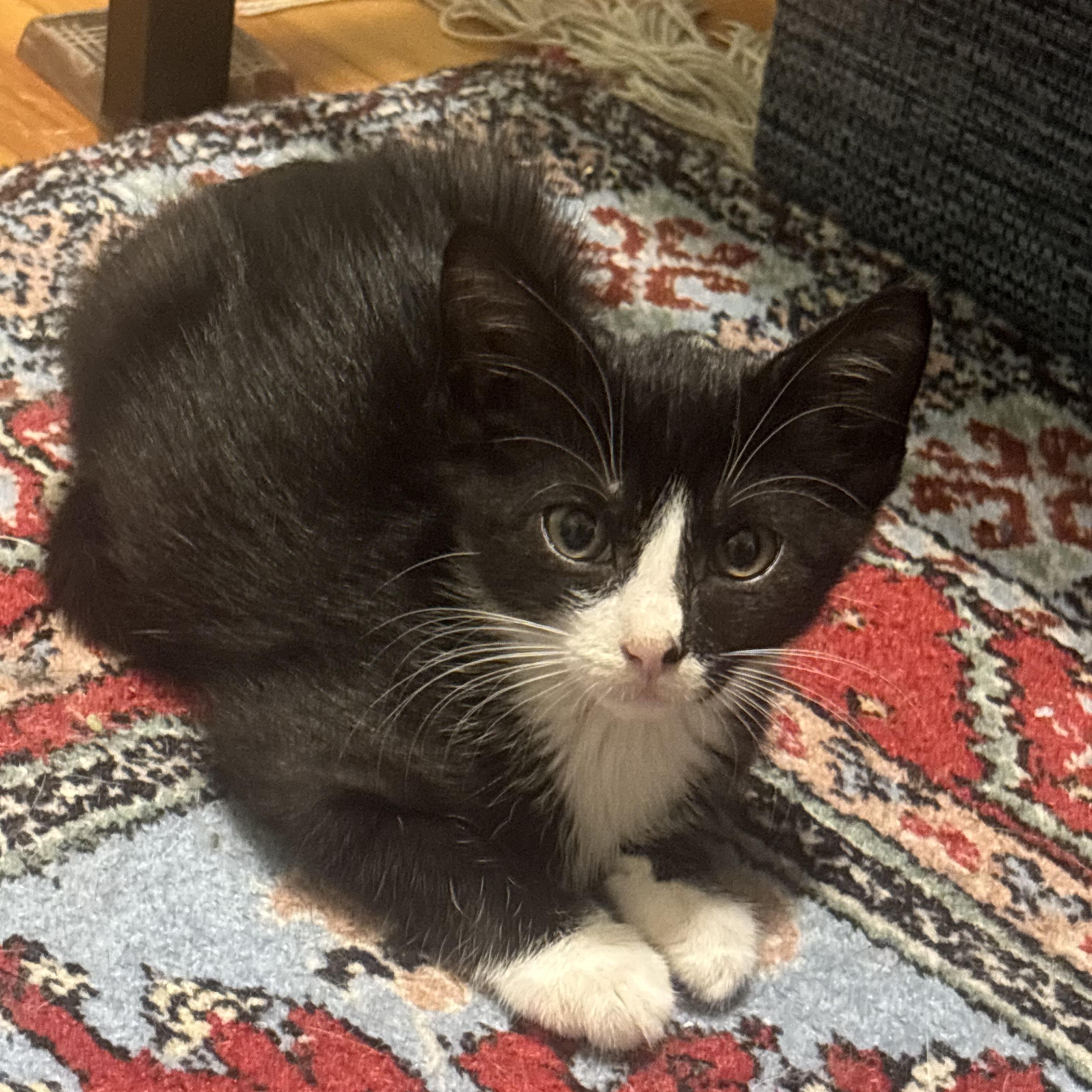 Enlarge Paylo and Tabo, a Adopted Domestic Short Hair in Fairfax, VA image 2/5