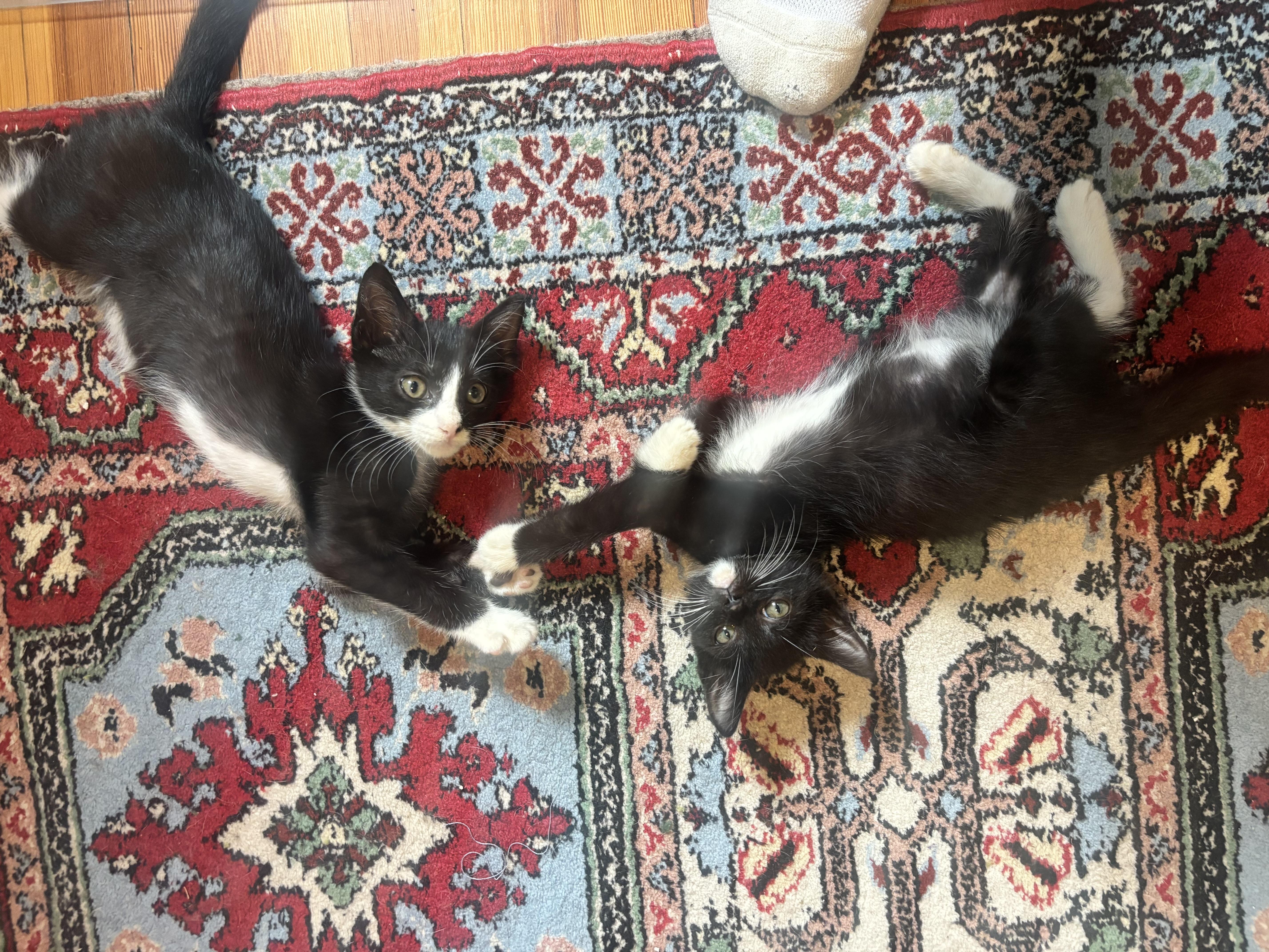Paylo and Tabo, Adopted, Kitten Male Domestic Short Hair.