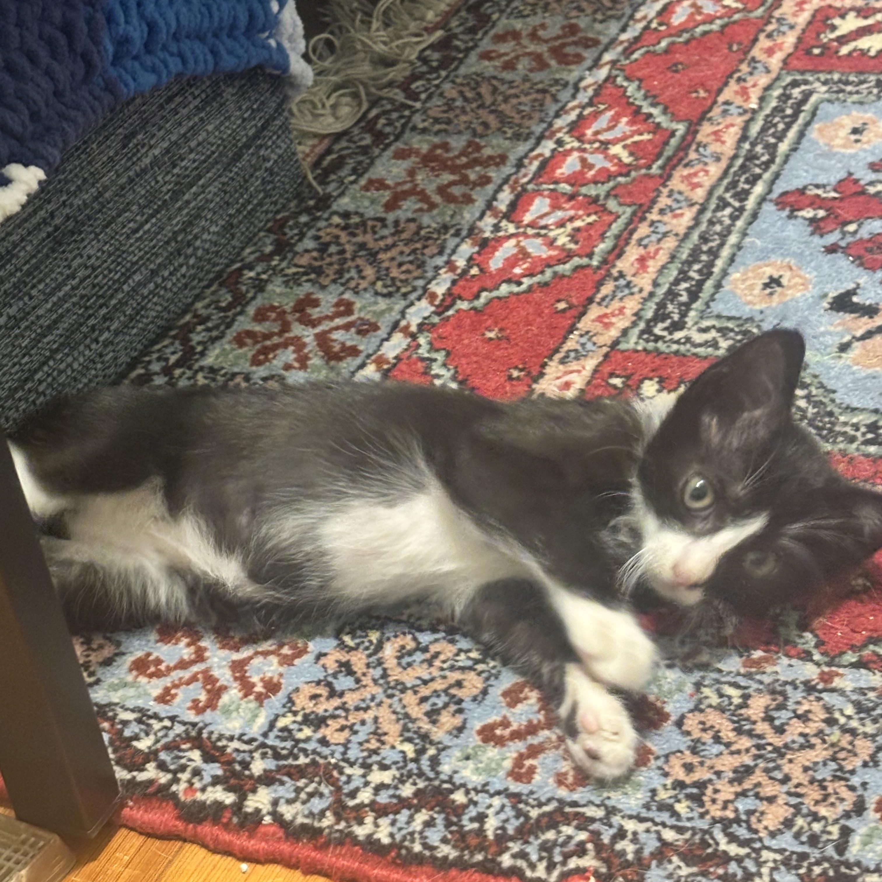 Enlarge Paylo and Tabo, a Adopted Domestic Short Hair in Fairfax, VA image 3/5