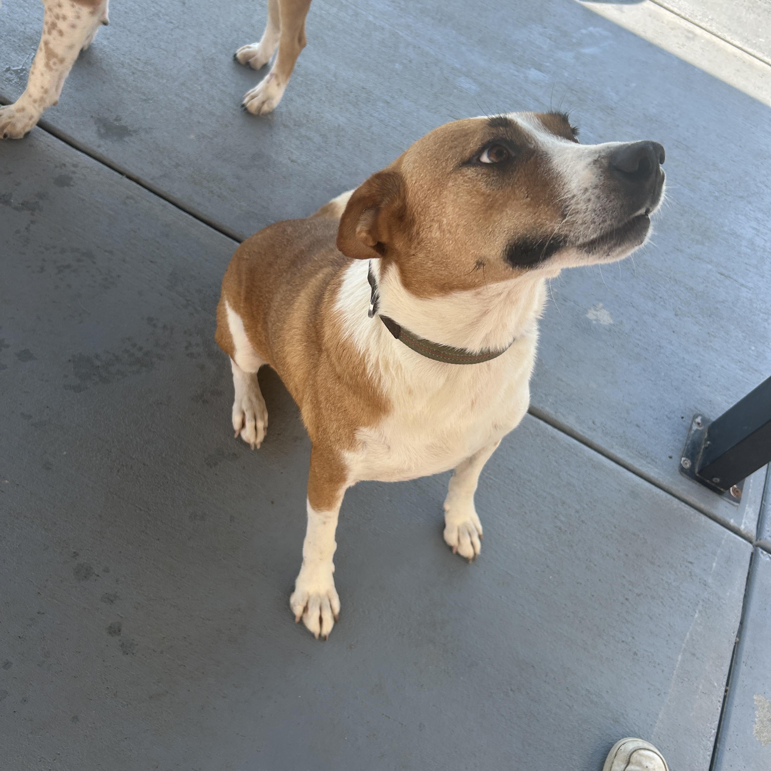 Enlarge Blue, a Adoptable mixed breed in Seward, NE image 3/3