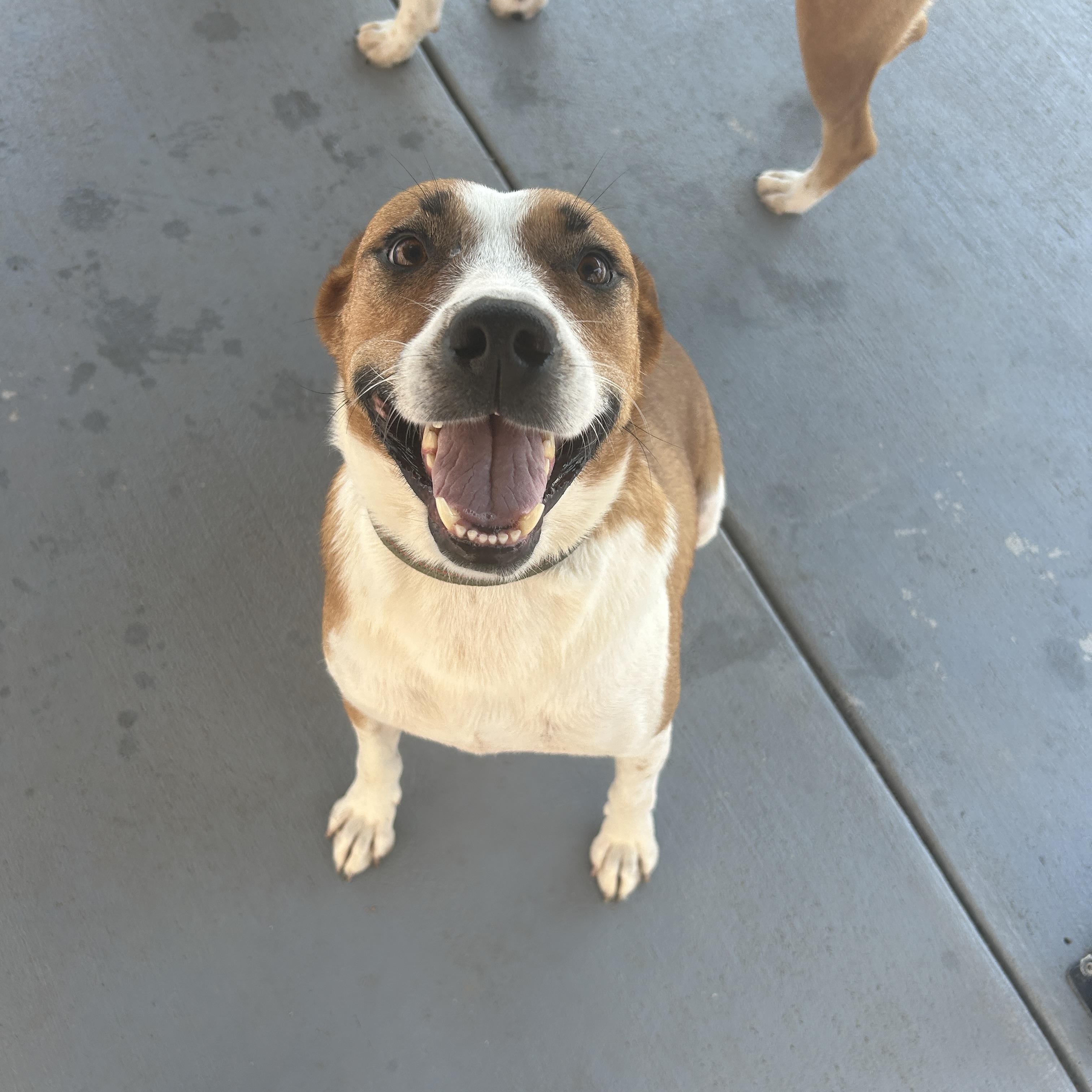 Enlarge Blue, a Adoptable mixed breed in Seward, NE image 2/3