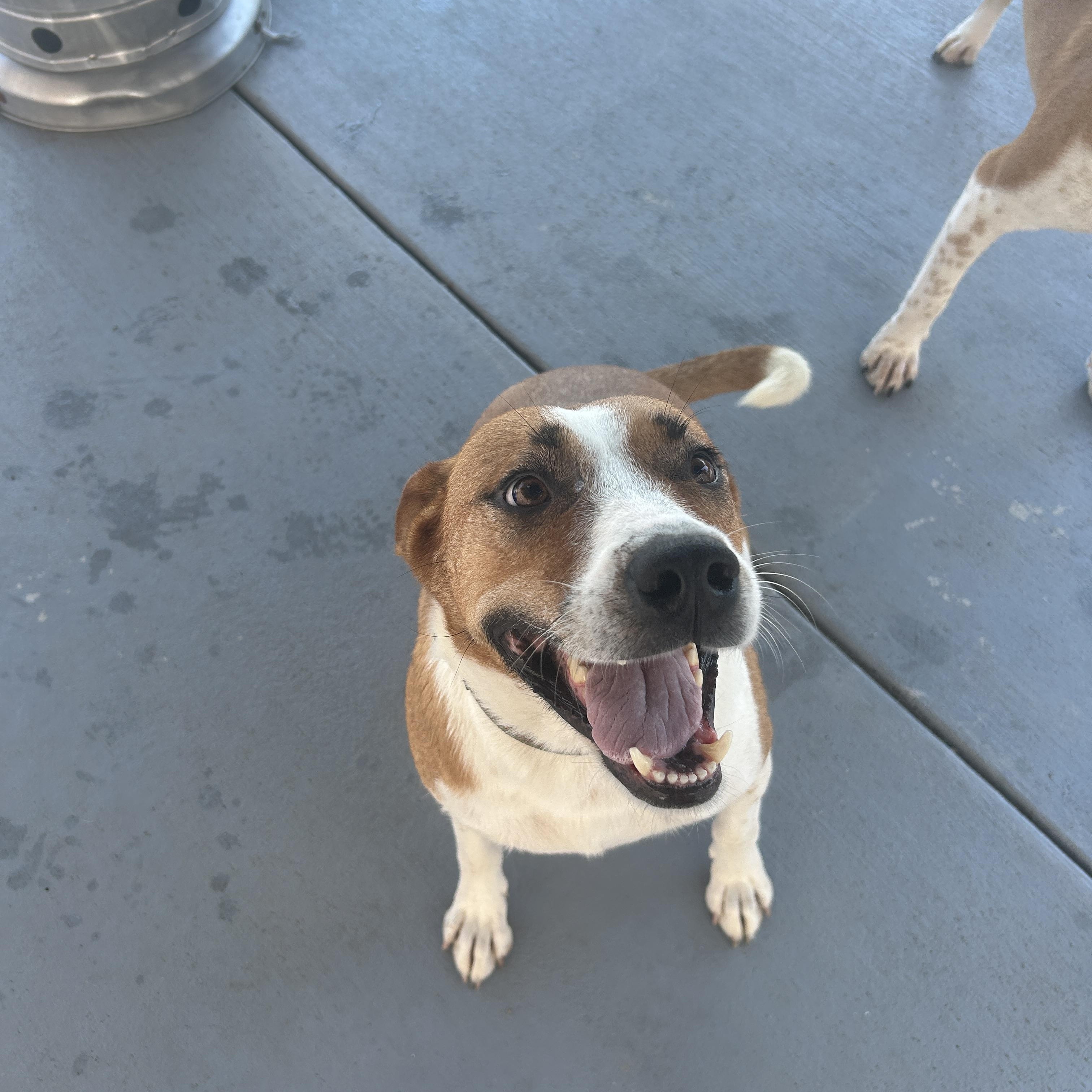 Enlarge Blue, a Adoptable mixed breed in Seward, NE image 1/3