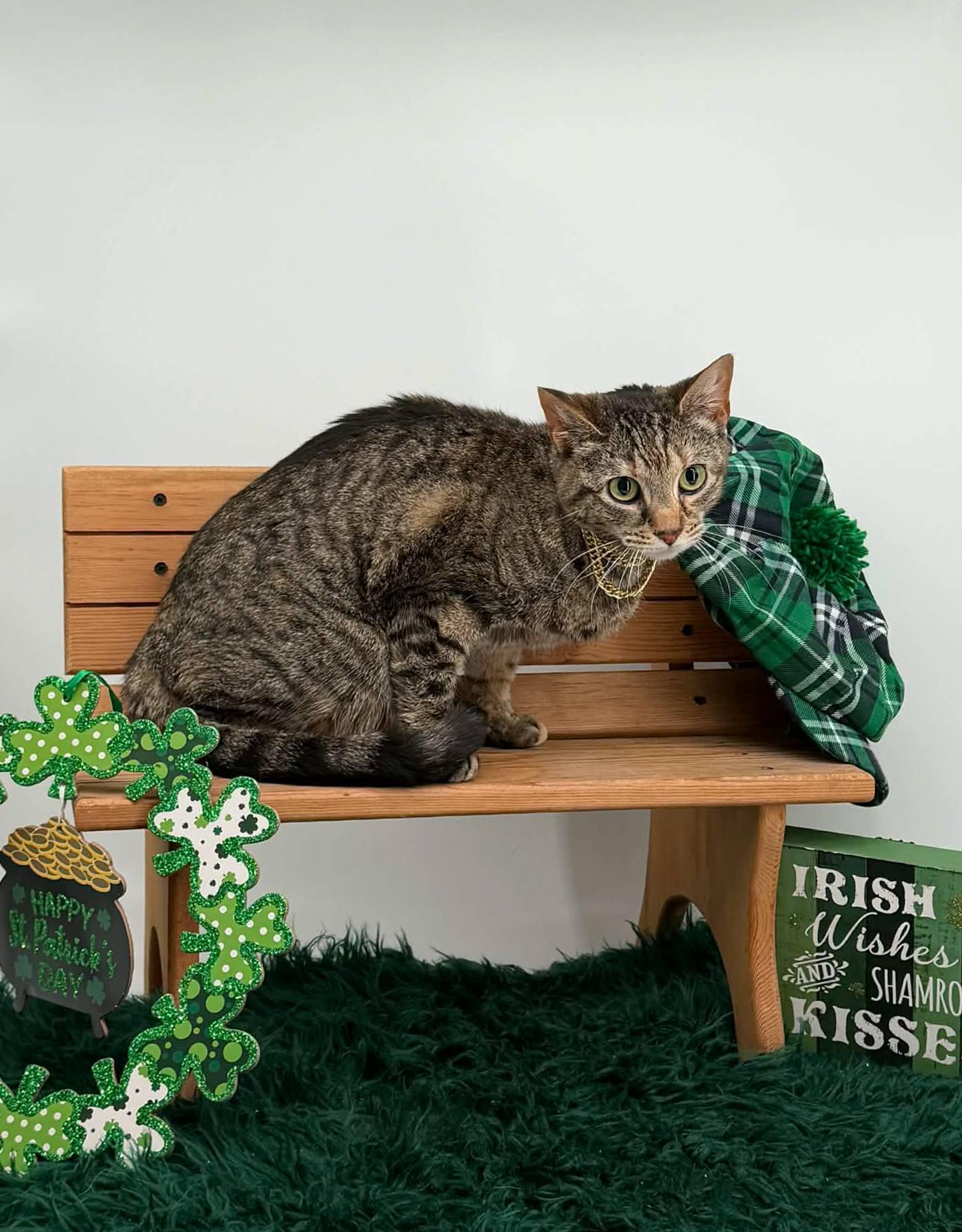 Enlarge Clawdia, a ADOPTABLE Domestic Short Hair in Sevierville, TN image 2/5