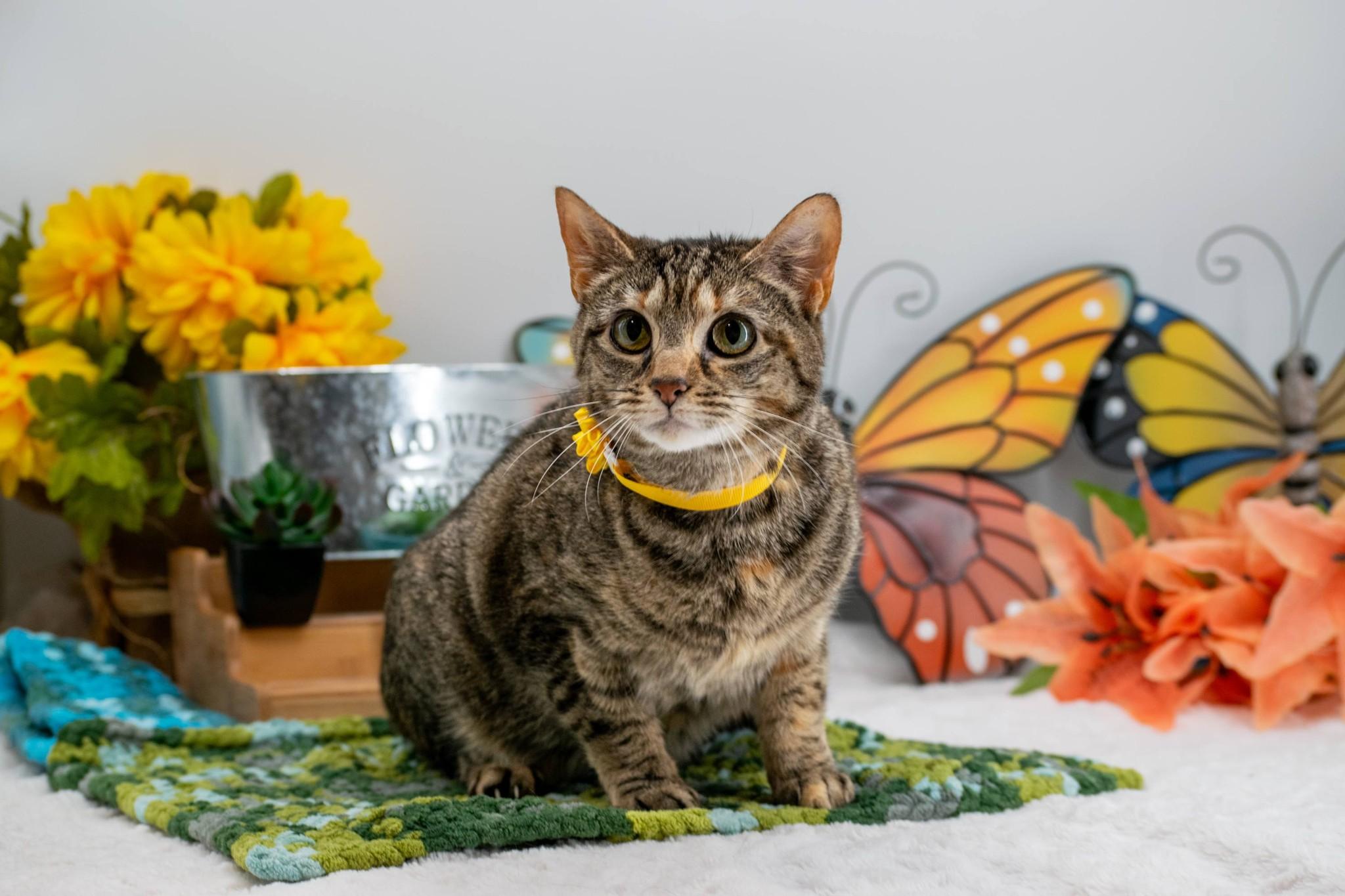 Enlarge Clawdia, a ADOPTABLE Domestic Short Hair in Sevierville, TN image 3/3