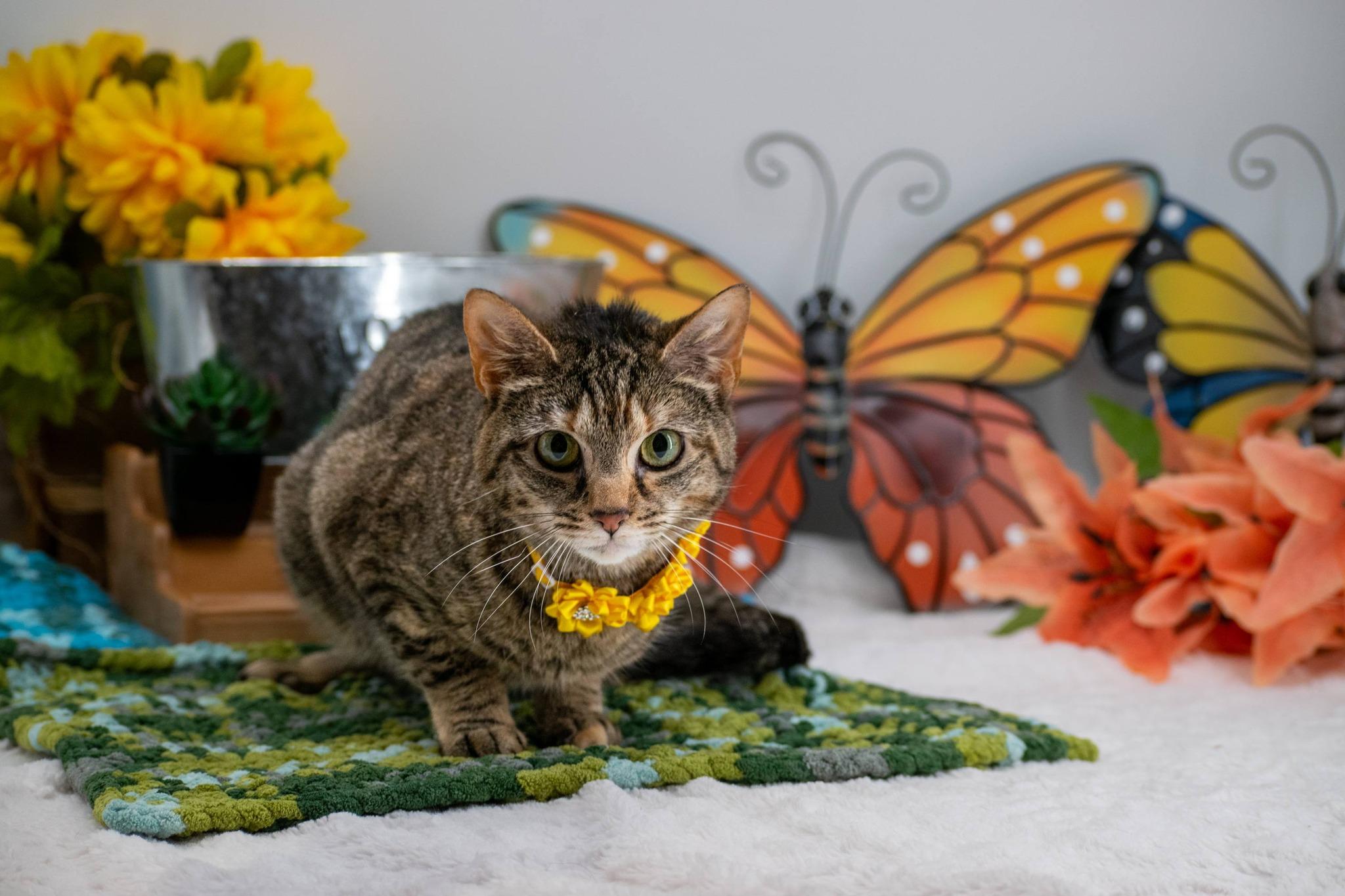 Enlarge Clawdia, a ADOPTABLE Domestic Short Hair in Sevierville, TN image 2/3