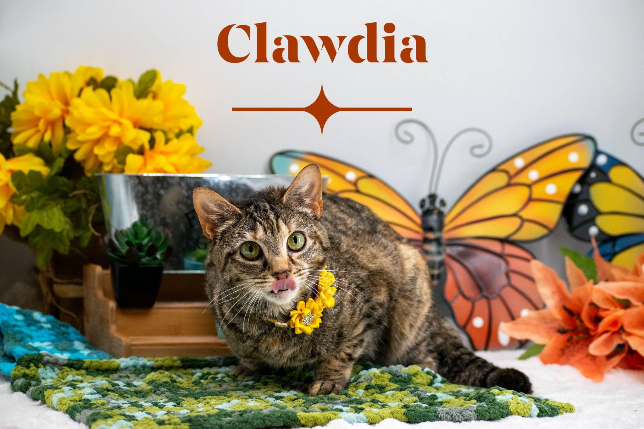 Enlarge Clawdia, a ADOPTABLE Domestic Short Hair in Sevierville, TN image 1/3