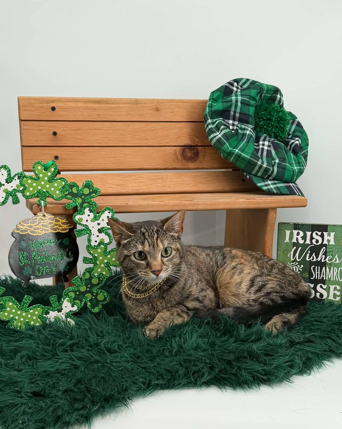 Enlarge Clawdia, a ADOPTABLE Domestic Short Hair in Sevierville, TN image 5/5