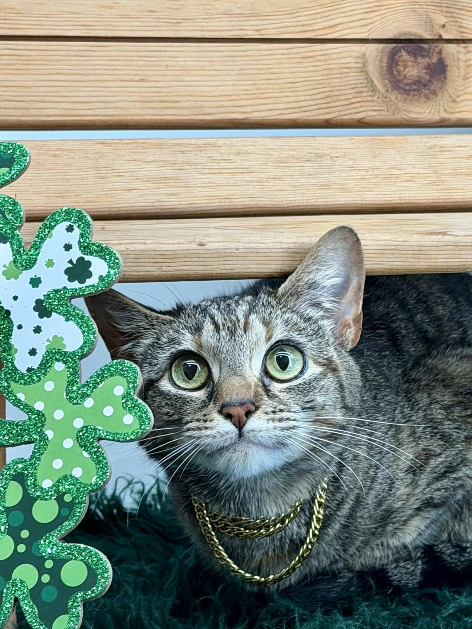 Enlarge Clawdia, a ADOPTABLE Domestic Short Hair in Sevierville, TN image 3/5