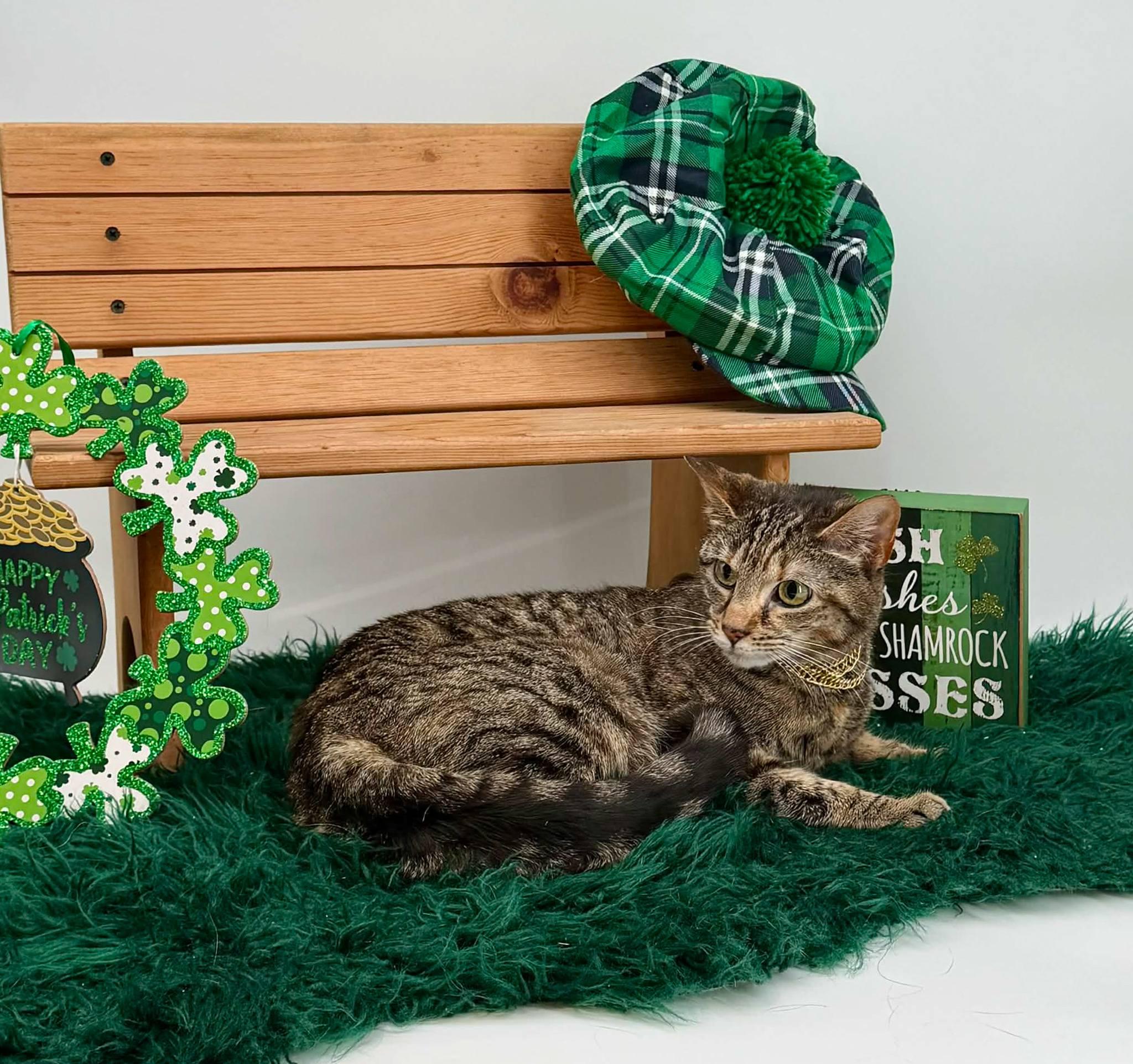 Enlarge Clawdia, a ADOPTABLE Domestic Short Hair in Sevierville, TN image 4/5