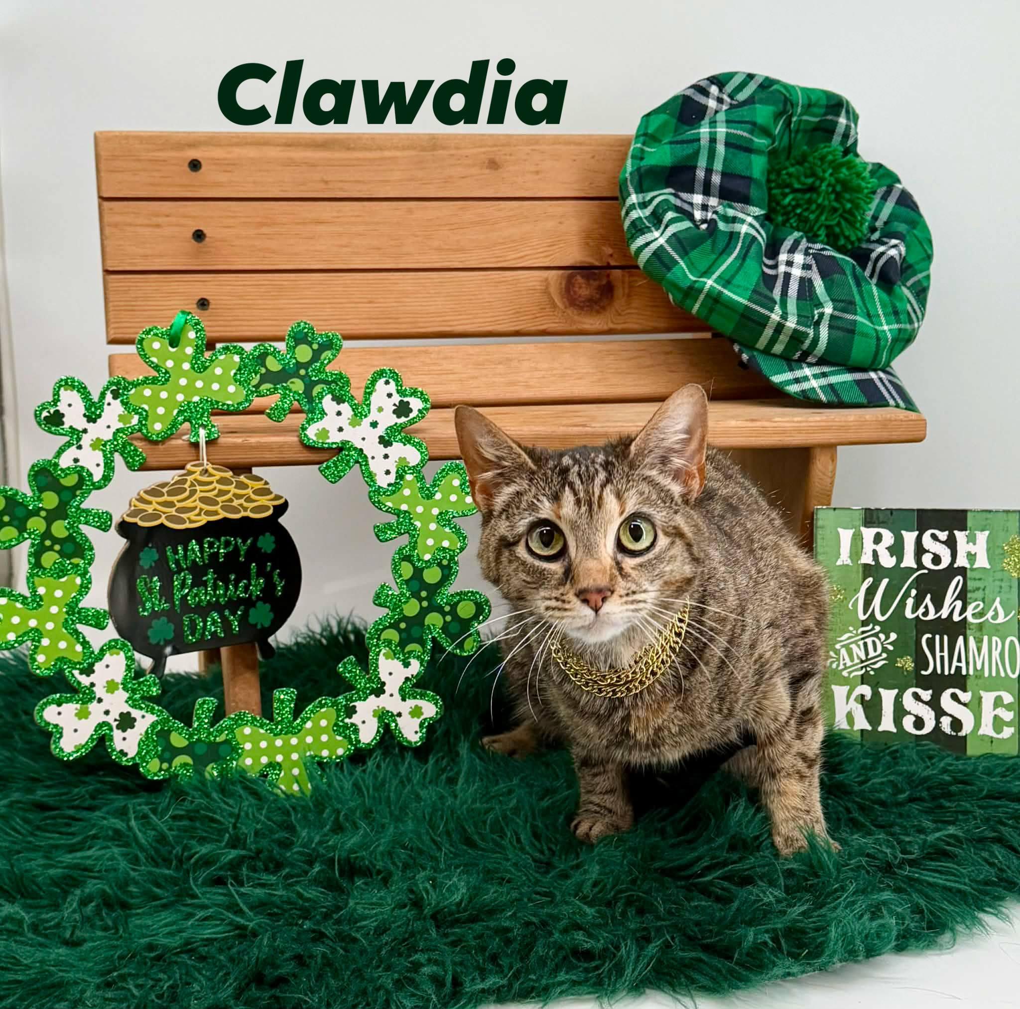Clawdia, ADOPTABLE, Adult Female Domestic Short Hair.