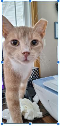 Enlarge SAMMY, a Adoptable mixed breed in Northfield, OH image 1/1