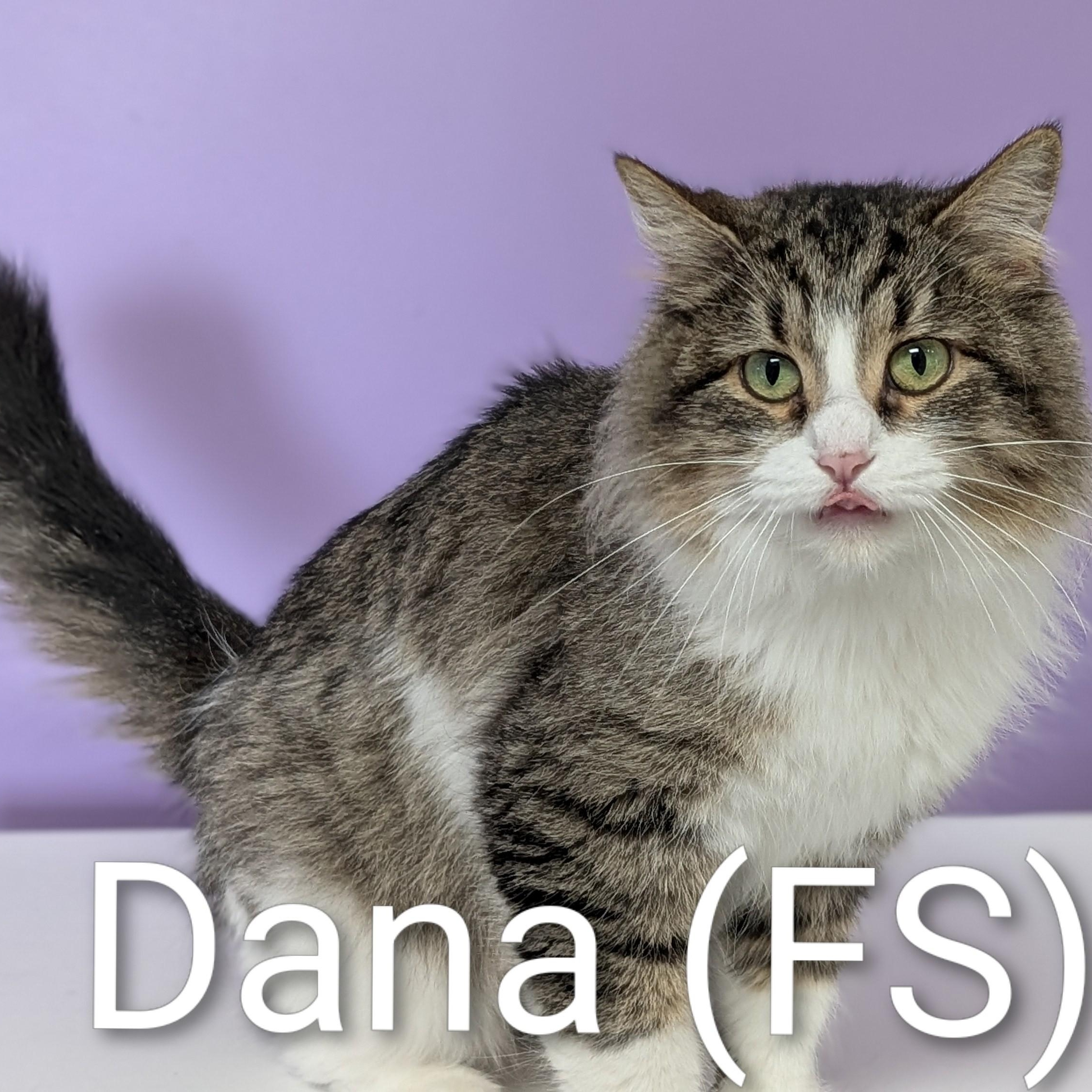 Enlarge Dana, an adopted Domestic Medium Hair in Mazon, IL image 1/1