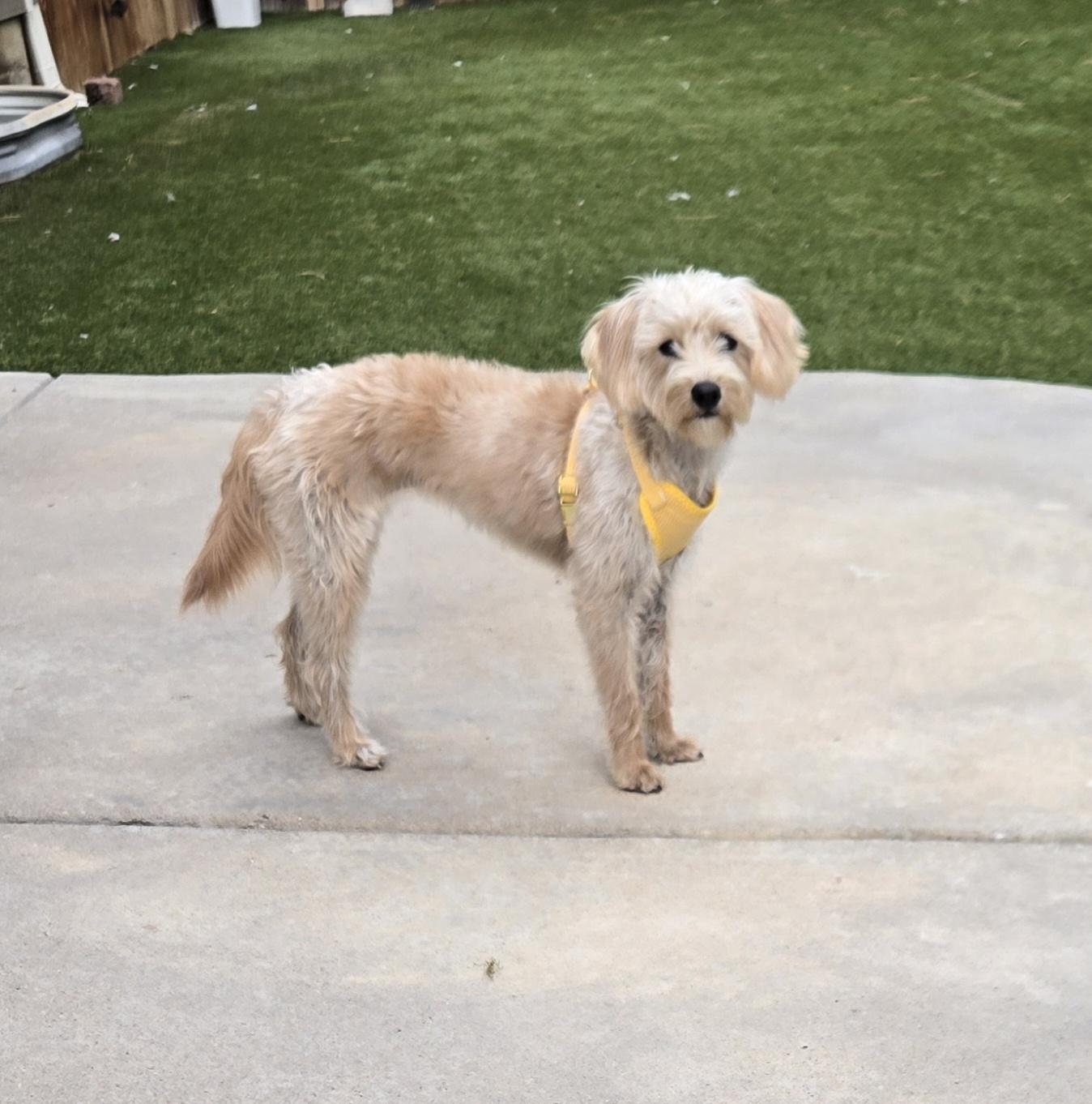 Enlarge Mila, a Adopted mixed breed in Thornton, CO image 1/2