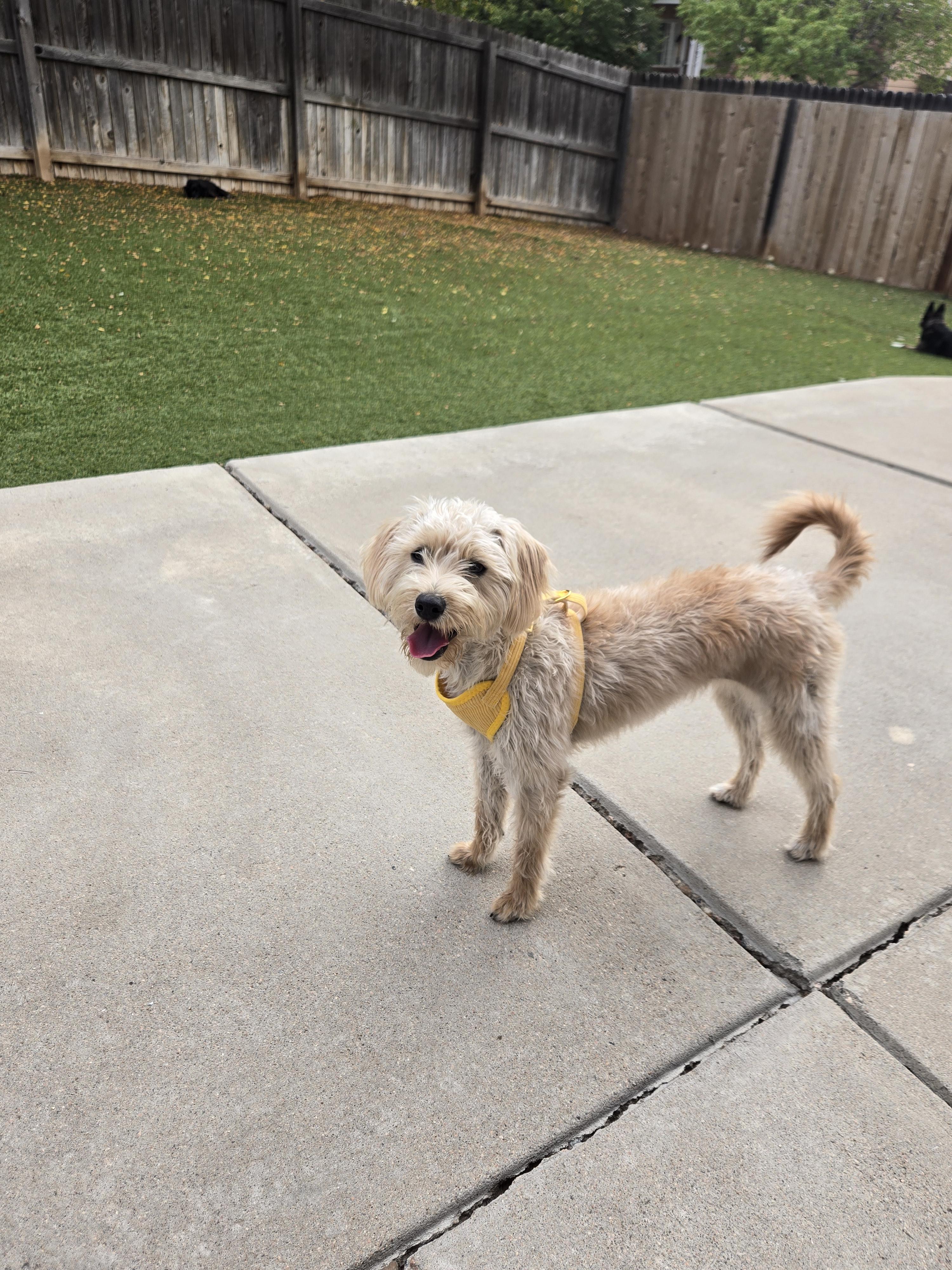 Enlarge Mila, a Adopted mixed breed in Thornton, CO image 2/2