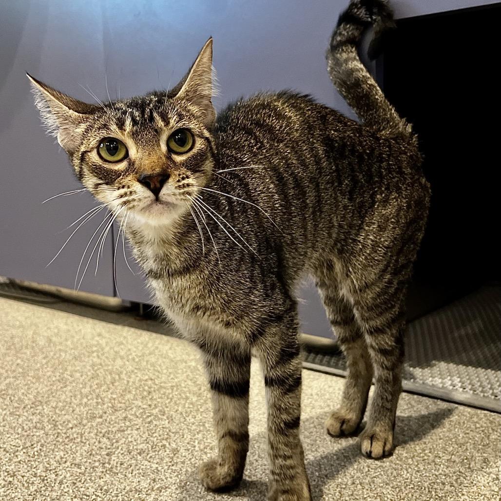Bitsy Boo, a Adoptable mixed breed in Englewood, FL image 2/5