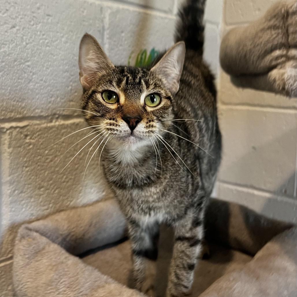 Bitsy Boo, a Adoptable mixed breed in Englewood, FL image 5/5