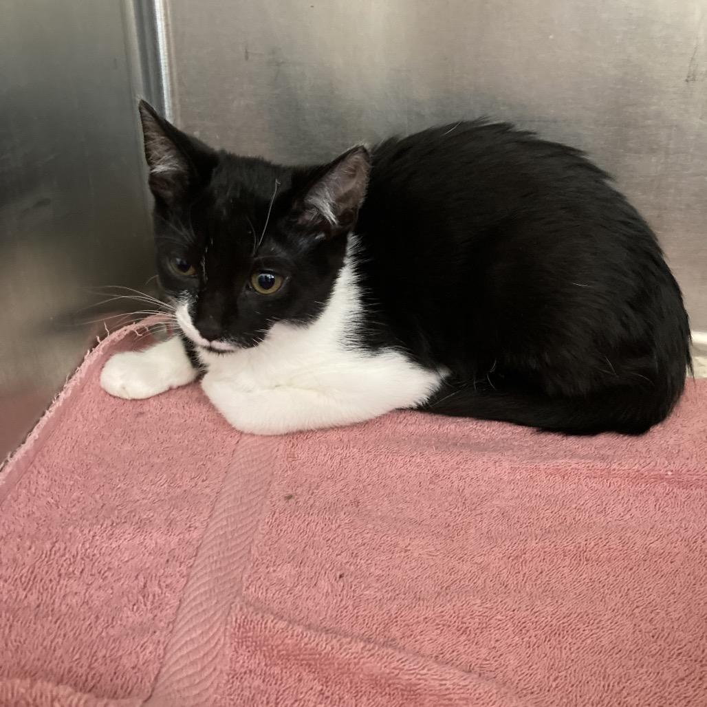 Tequila, Adoptable, Kitten Male Domestic Short Hair.