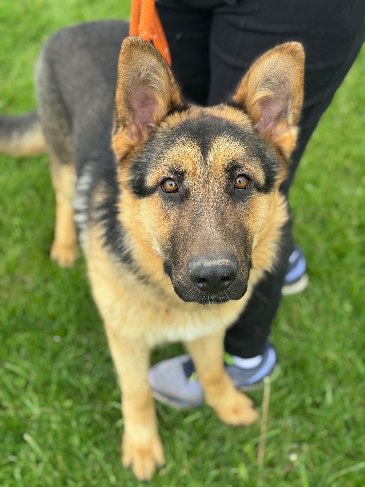 Enlarge Texas, a ADOPTABLE German Shepherd Dog in Benton Harbor, MI image 4/5