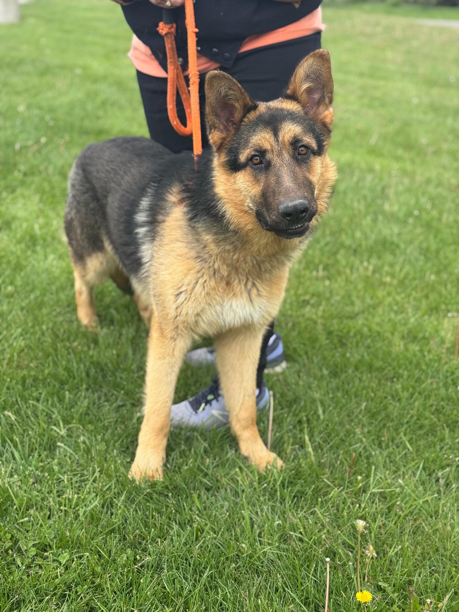 Enlarge Texas, a ADOPTABLE German Shepherd Dog in Benton Harbor, MI image 3/5