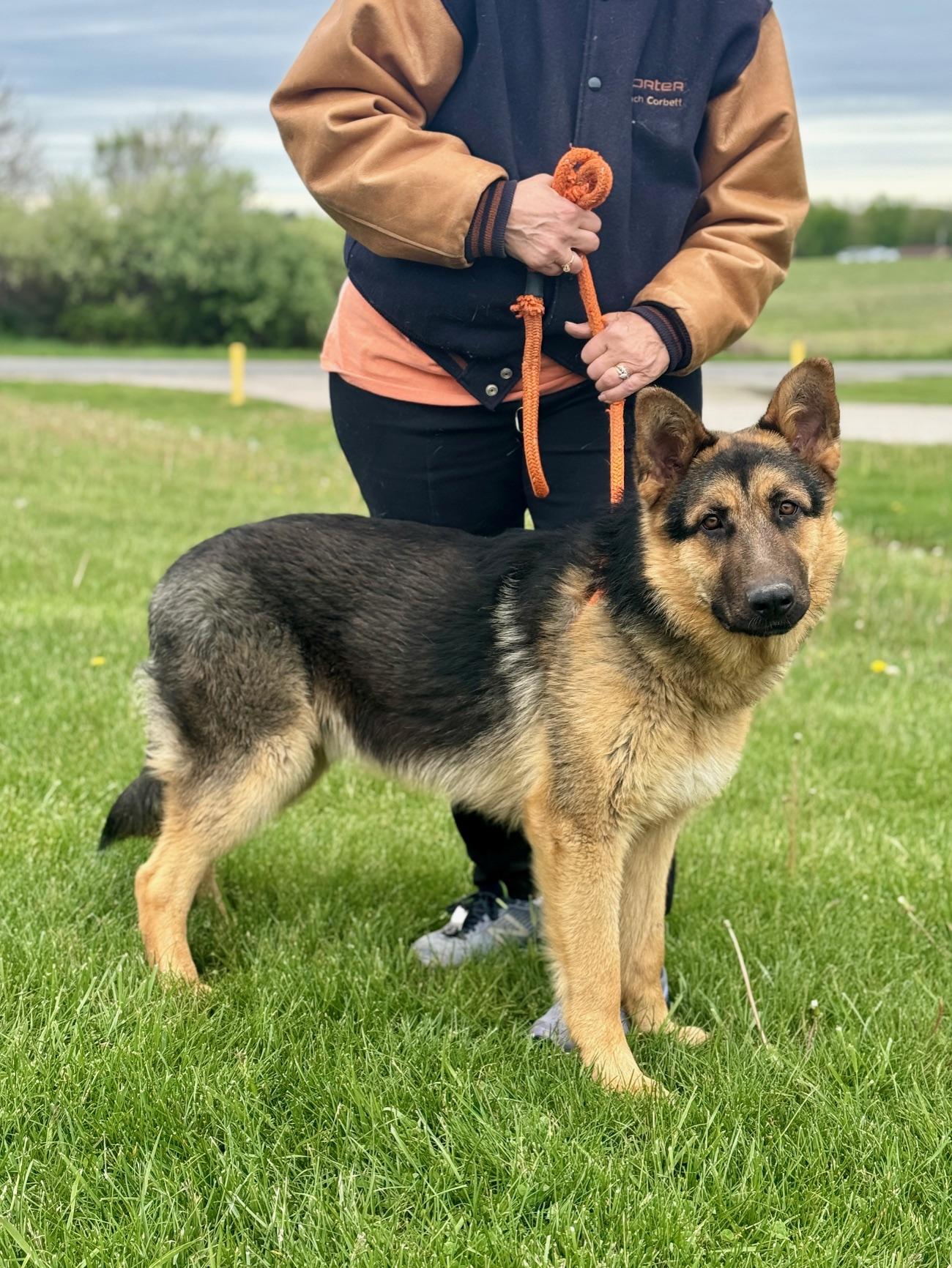 Enlarge Texas, a ADOPTABLE German Shepherd Dog in Benton Harbor, MI image 2/5