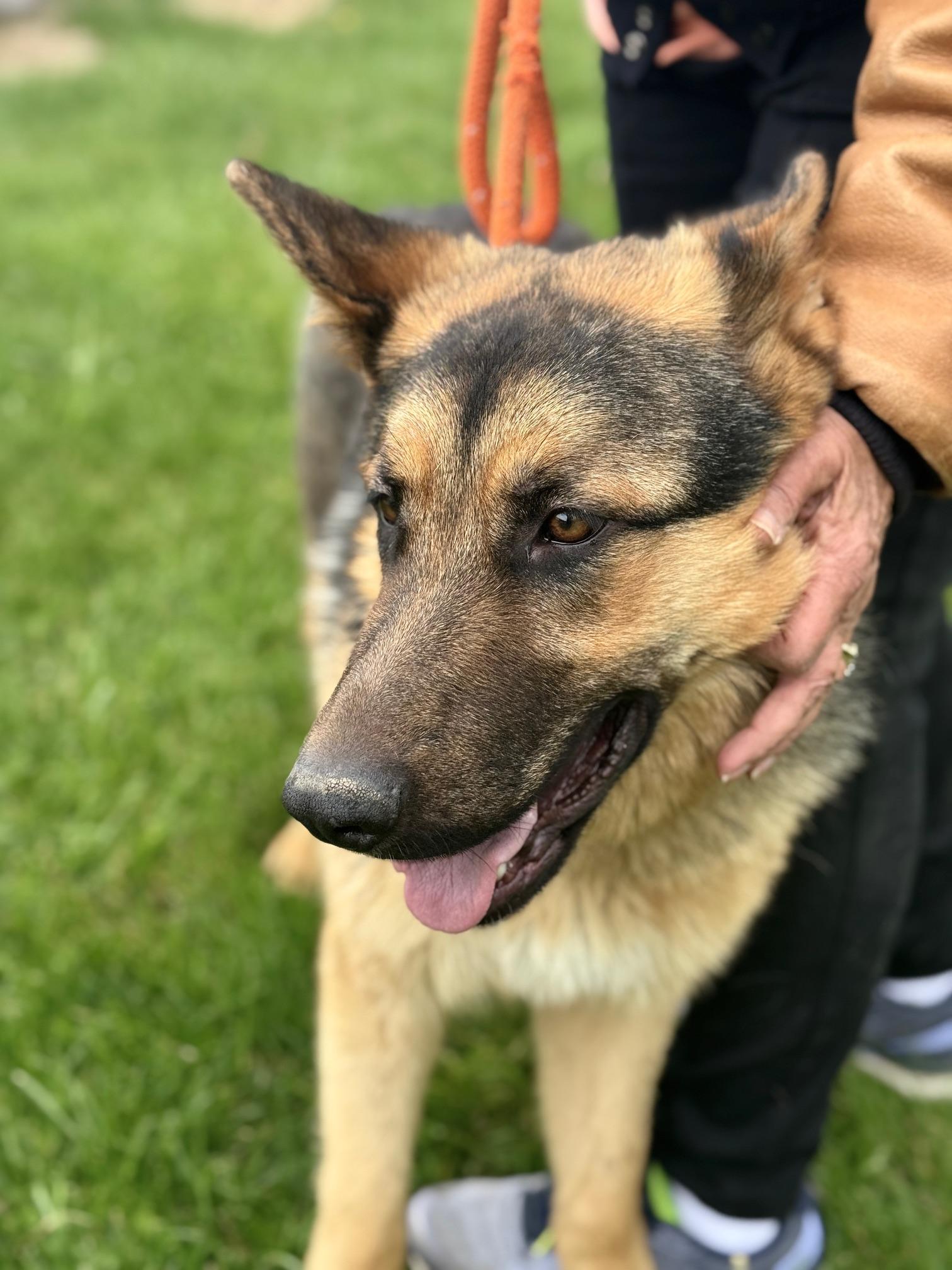 Enlarge Texas, a ADOPTABLE German Shepherd Dog in Benton Harbor, MI image 5/5