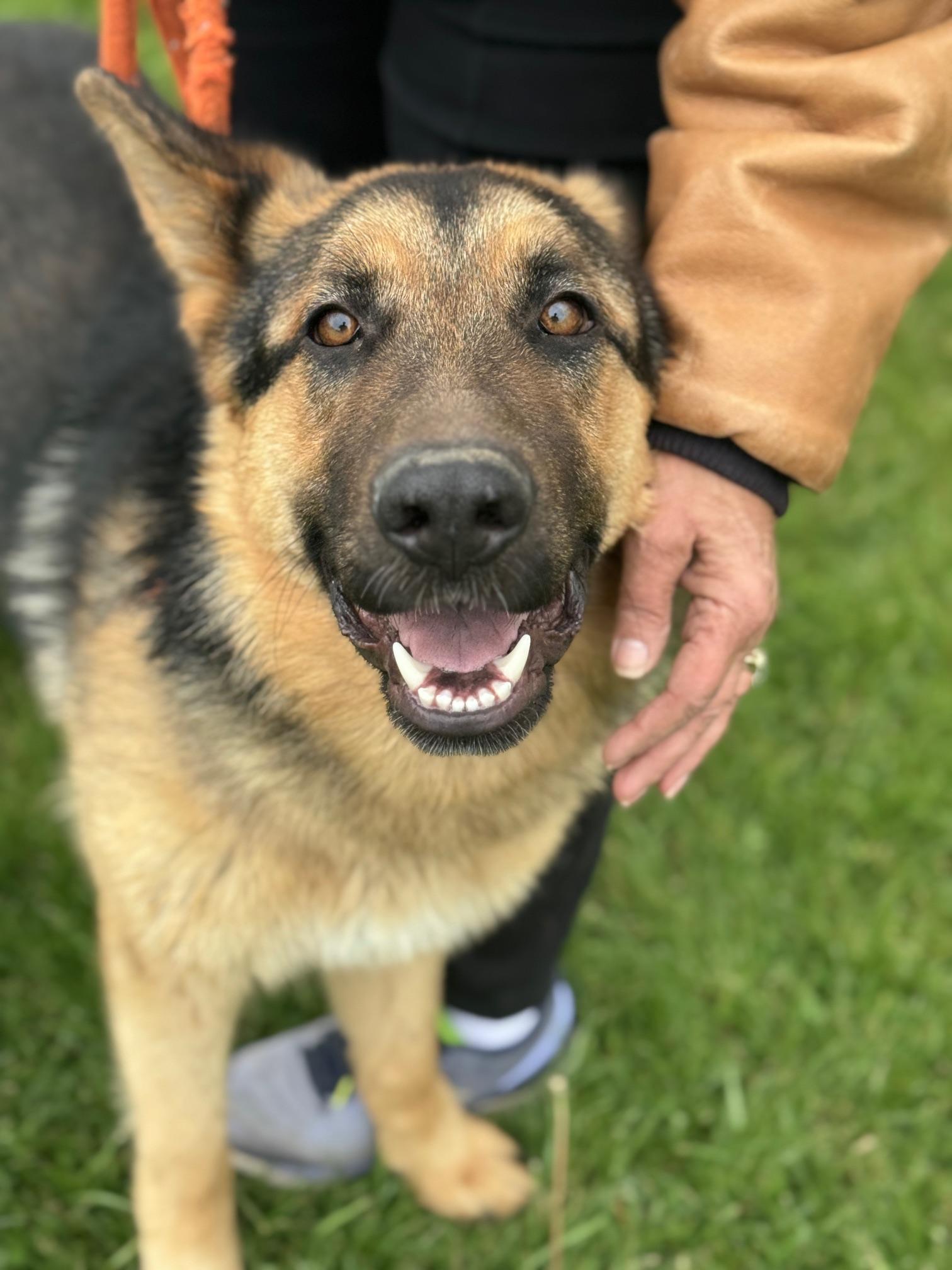 Enlarge Texas, a ADOPTABLE German Shepherd Dog in Benton Harbor, MI image 1/5