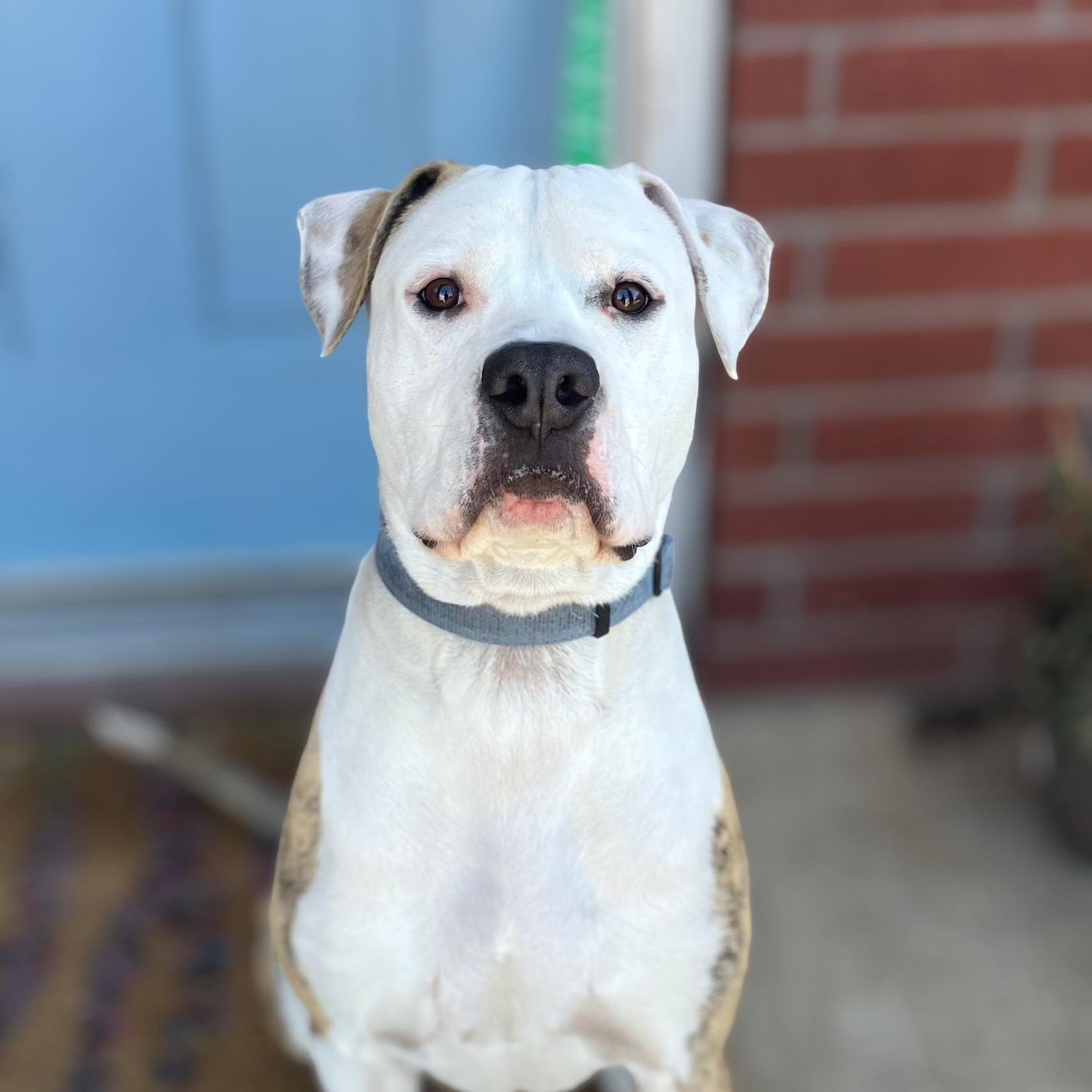 Waylon — thumbnail 2