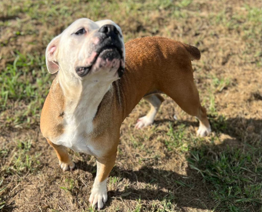 Enlarge Ruby Monday, a Adoptable mixed breed in Farmersville, TX image 1/3