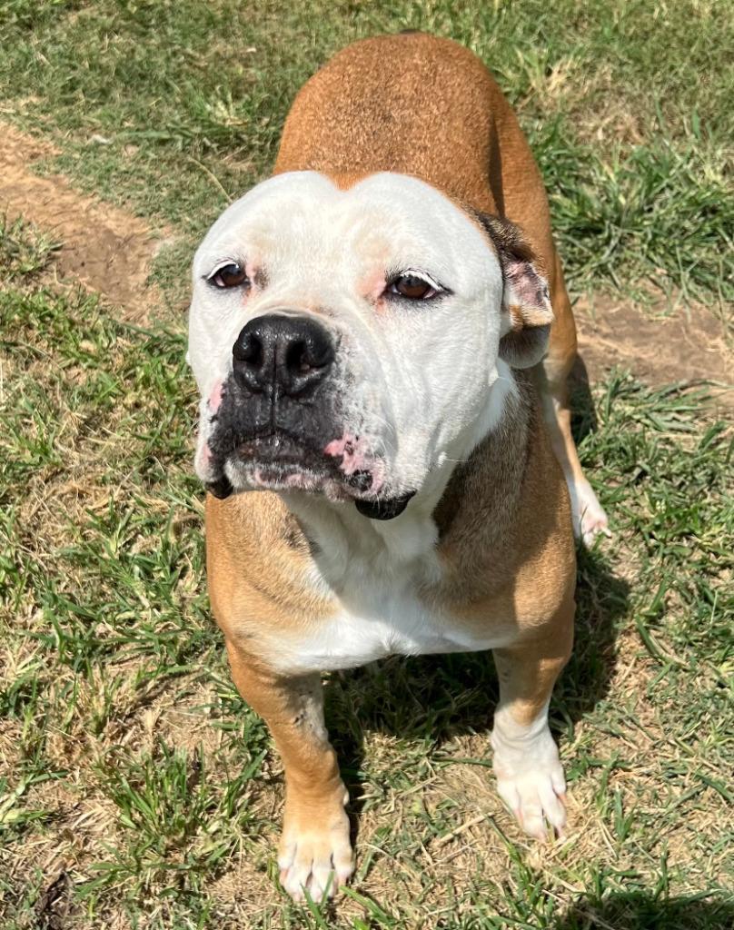 Enlarge Ruby Monday, a Adoptable mixed breed in Farmersville, TX image 2/3