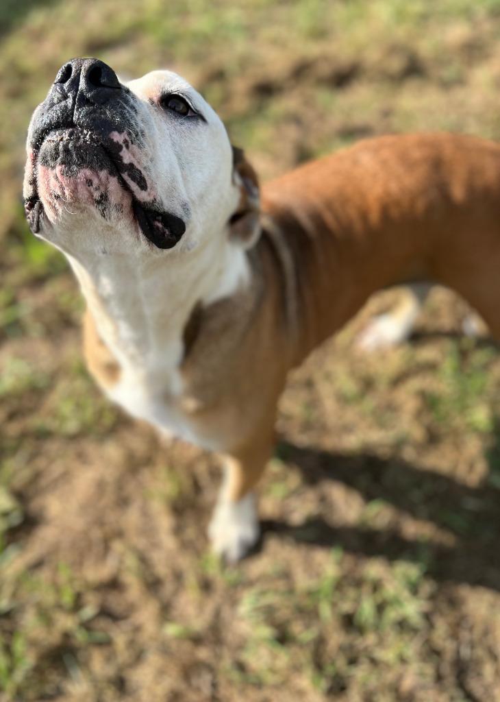 Enlarge Ruby Monday, a Adoptable mixed breed in Farmersville, TX image 3/3