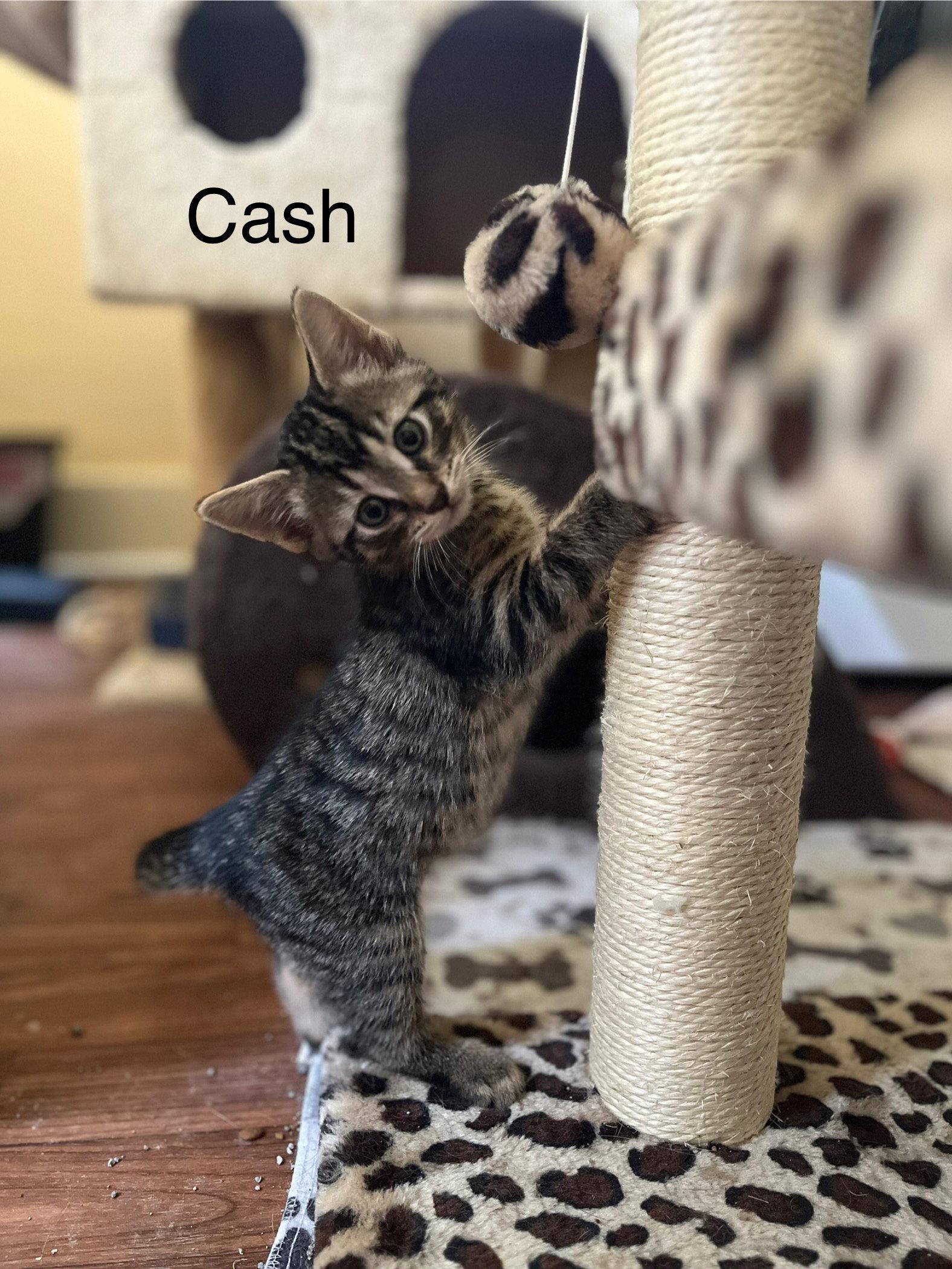 Cash BM, Adoptable, Young Male Domestic Short Hair.