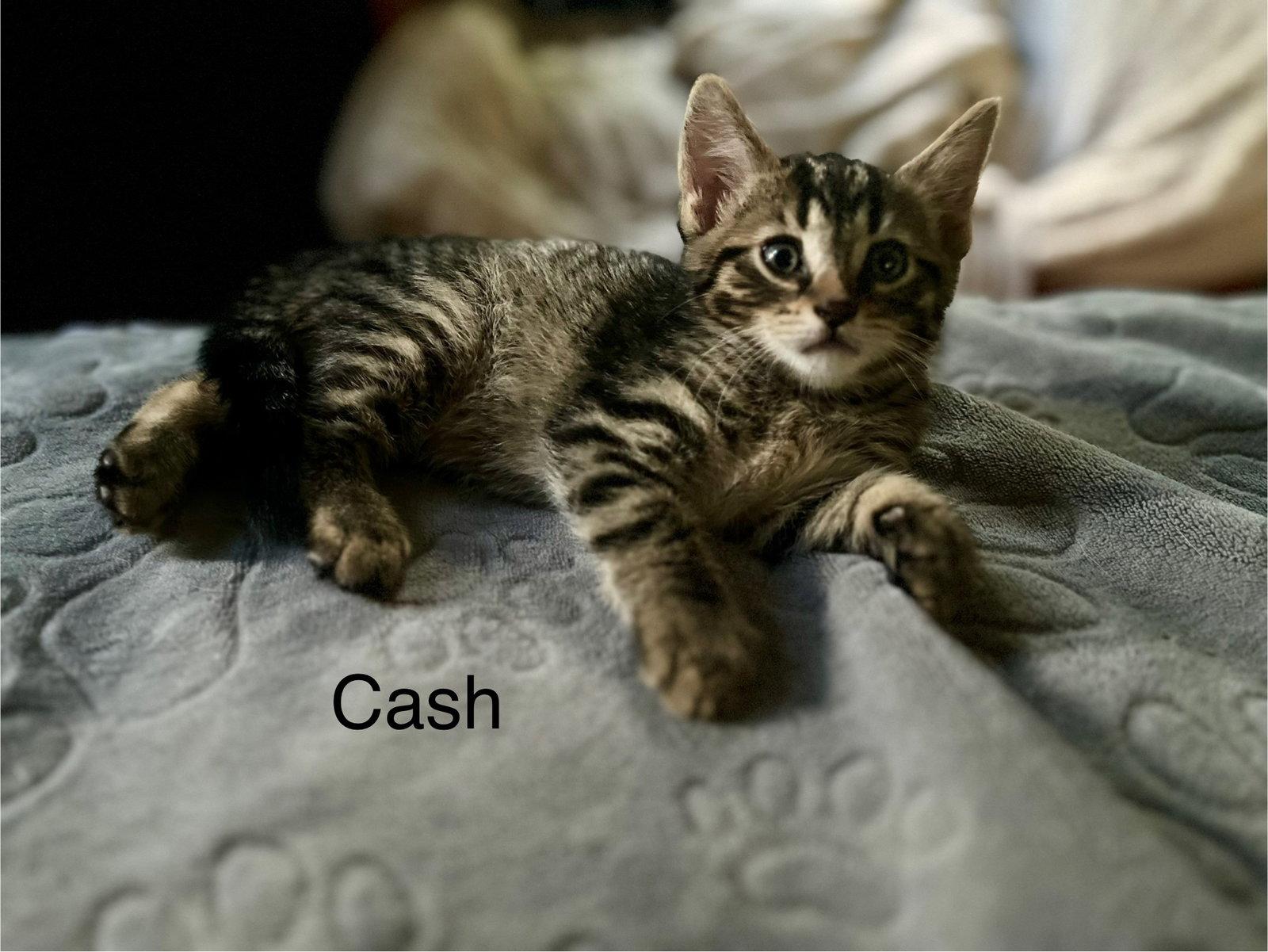Cash BM, a Adoptable Domestic Short Hair in Clinton, MI image 2/3